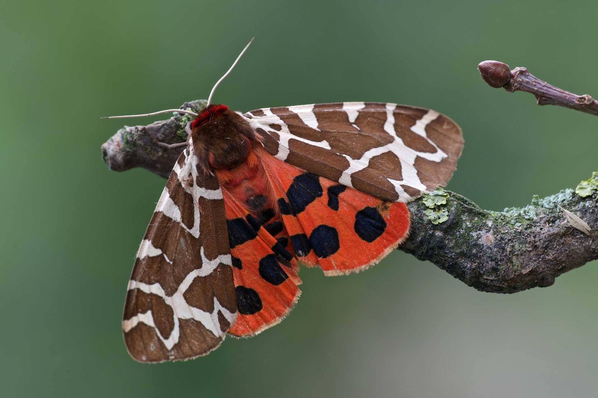 makro hintergrundbeleuchtung zweig