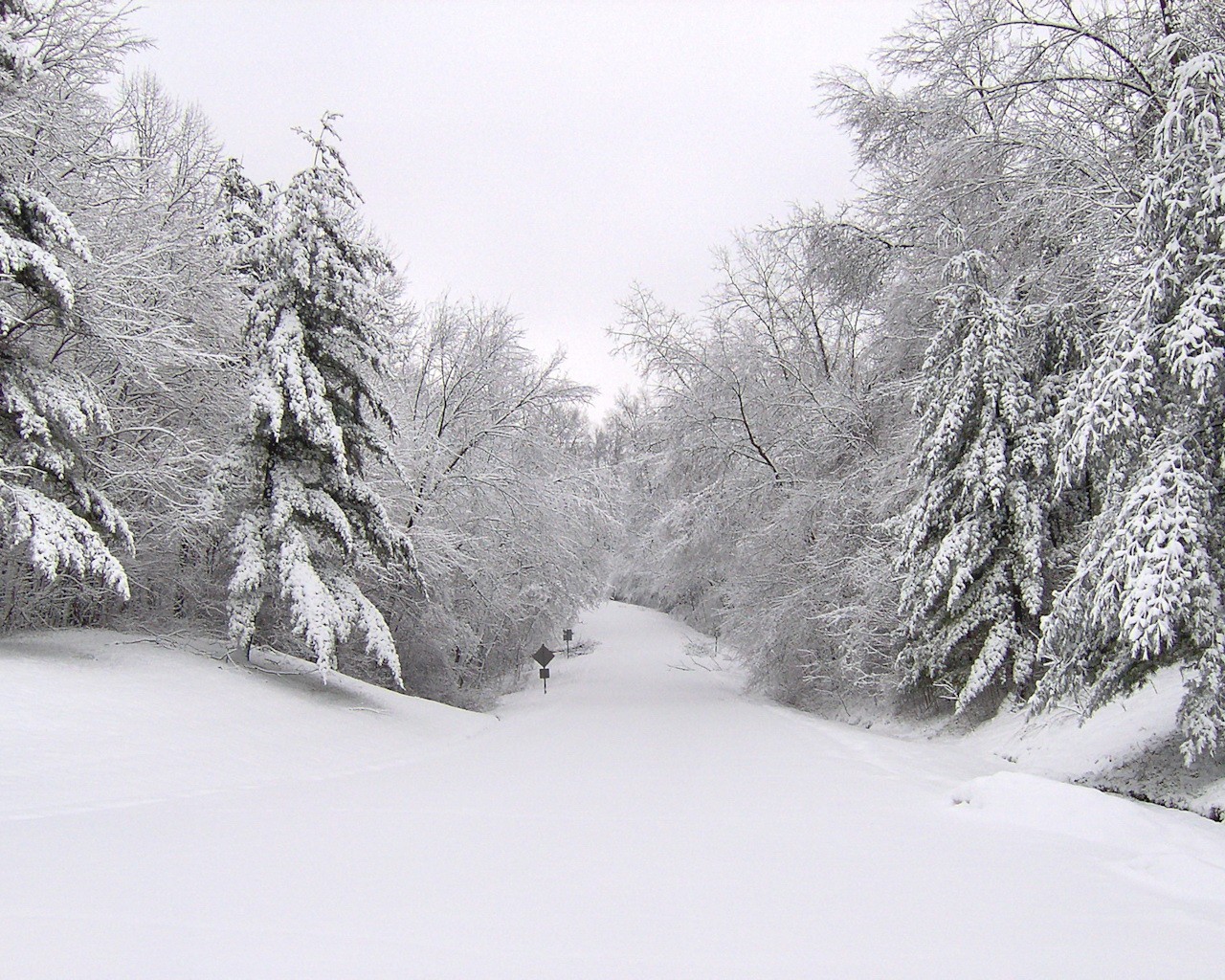 invierno árboles carretera nieve