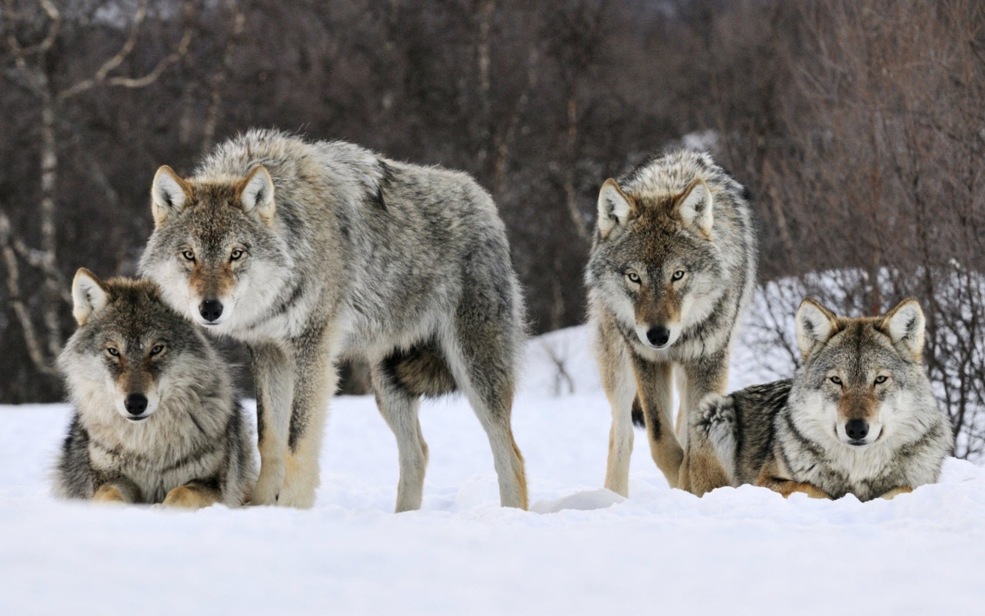 loups forêt vue prédateurs neige hiver