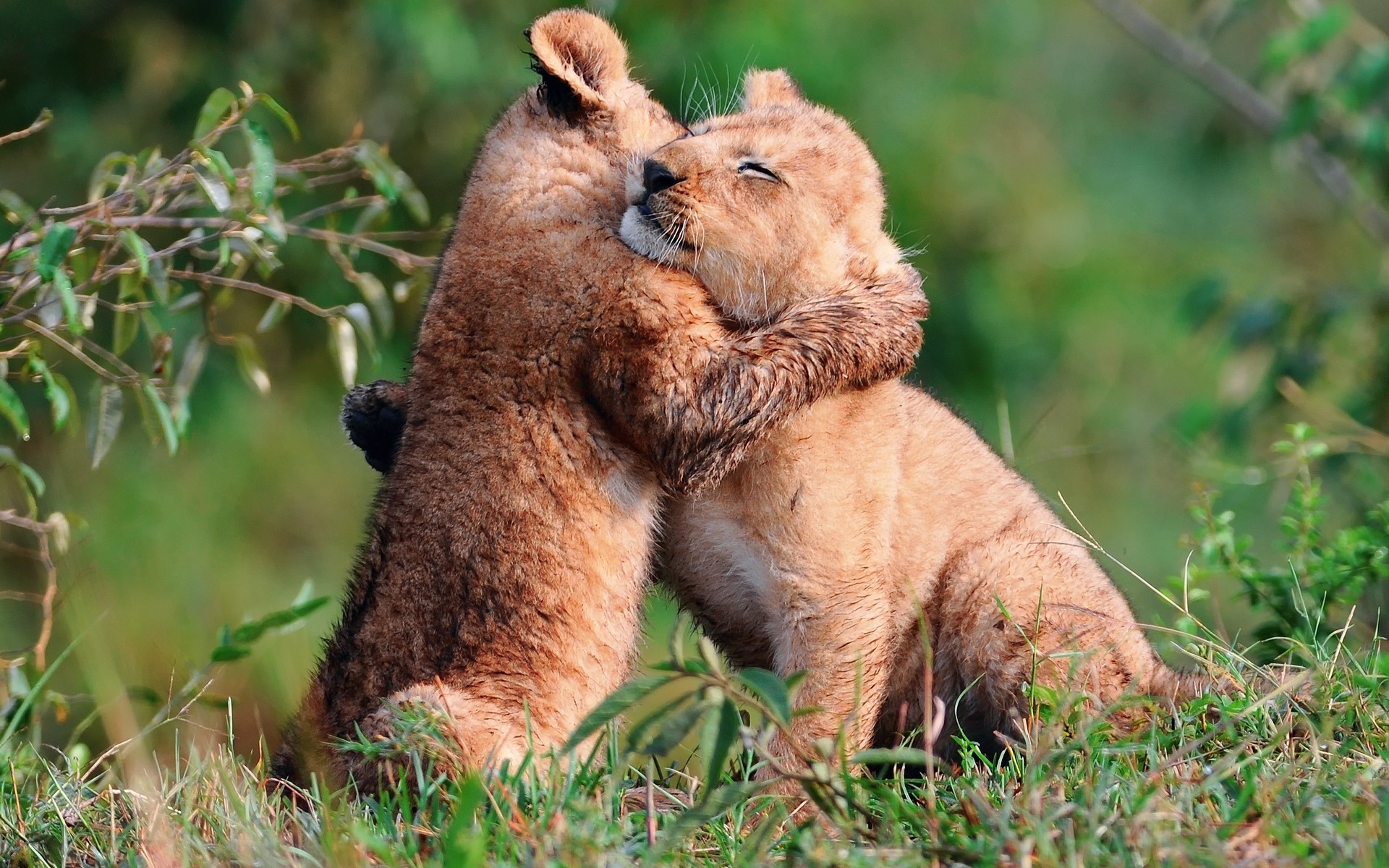 leones naturaleza verano depredadores ternura niños