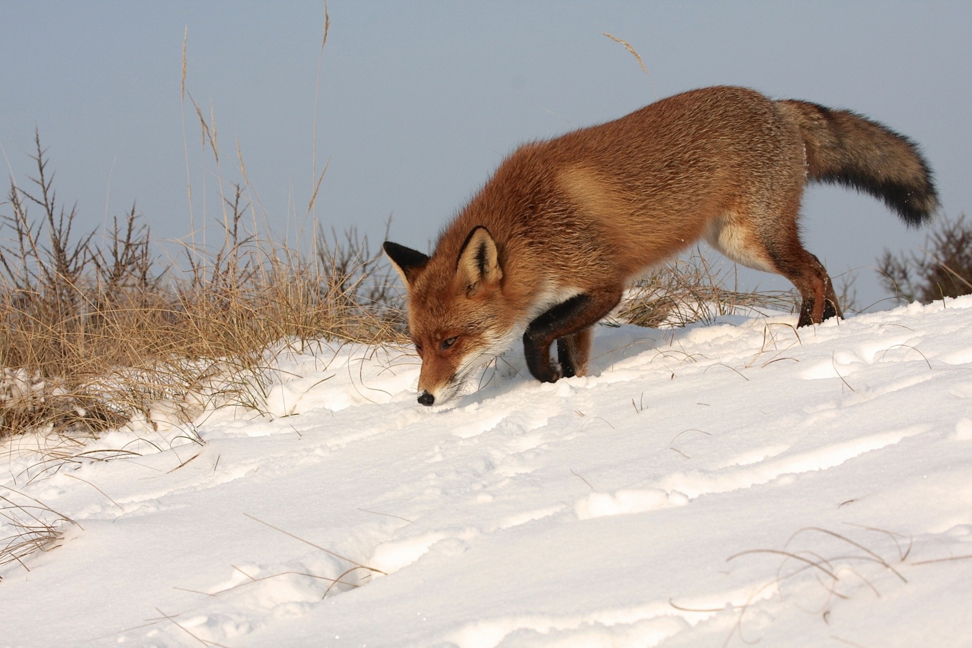 neige renard hiver rouge