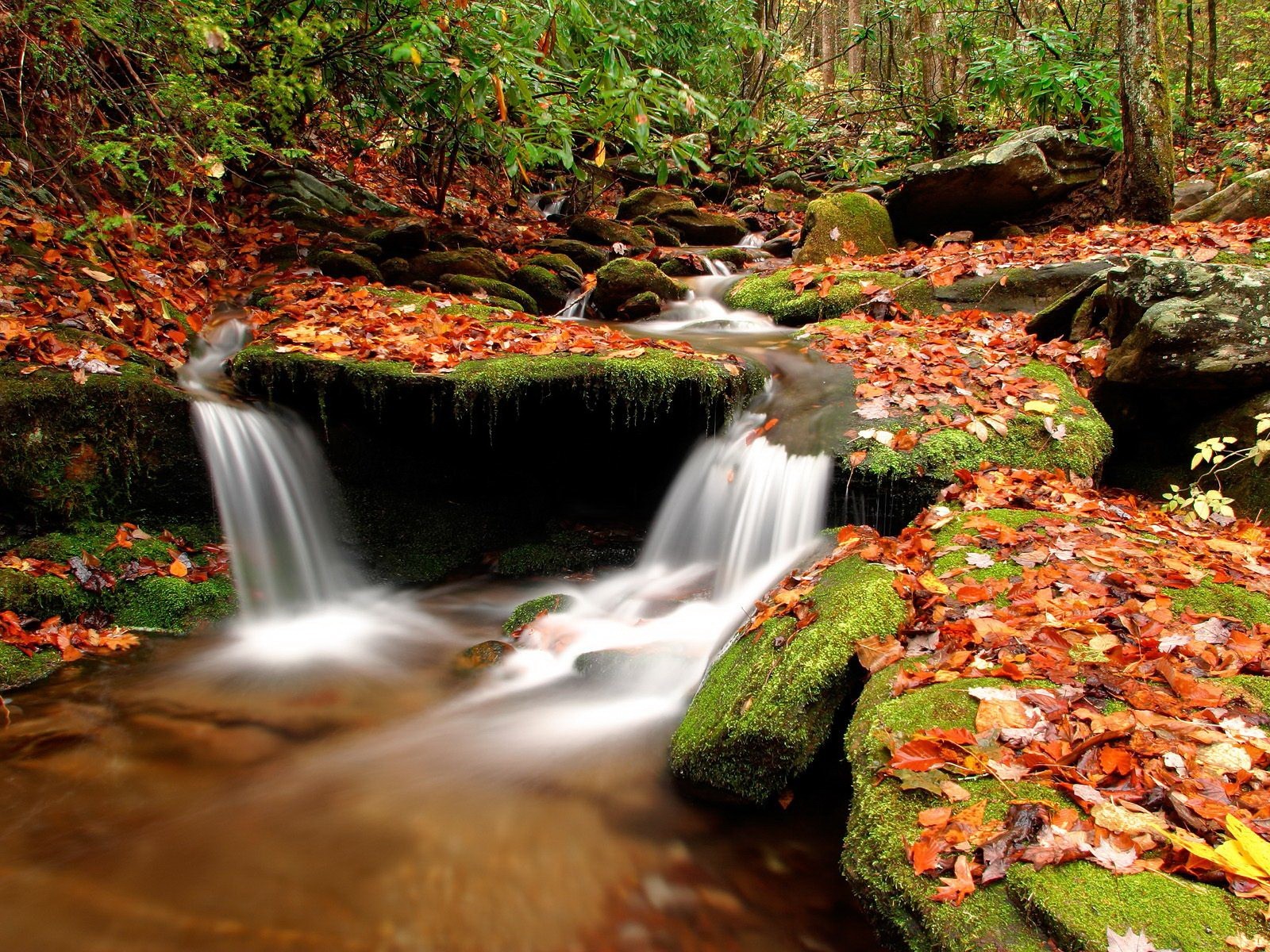 tones leaves autumn creek water