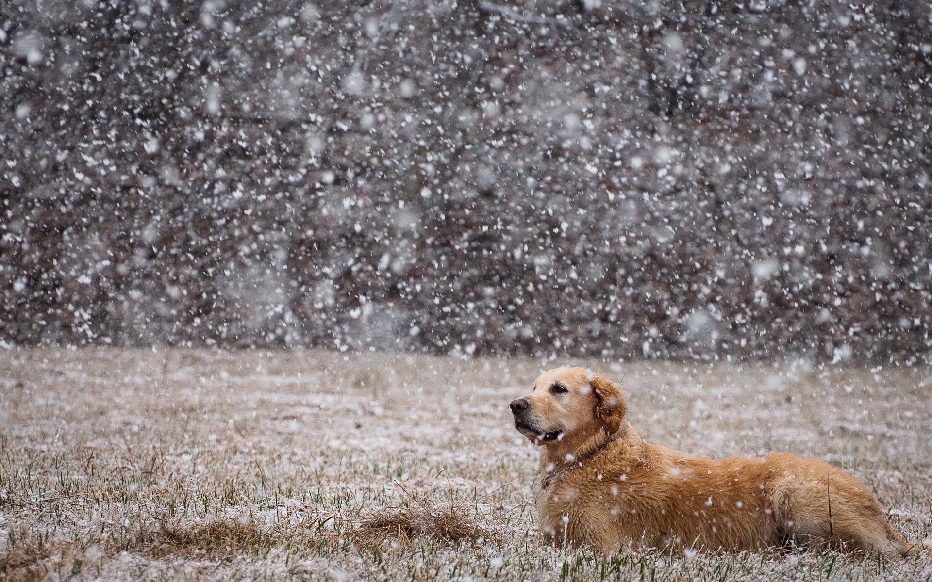 campo perro nieve