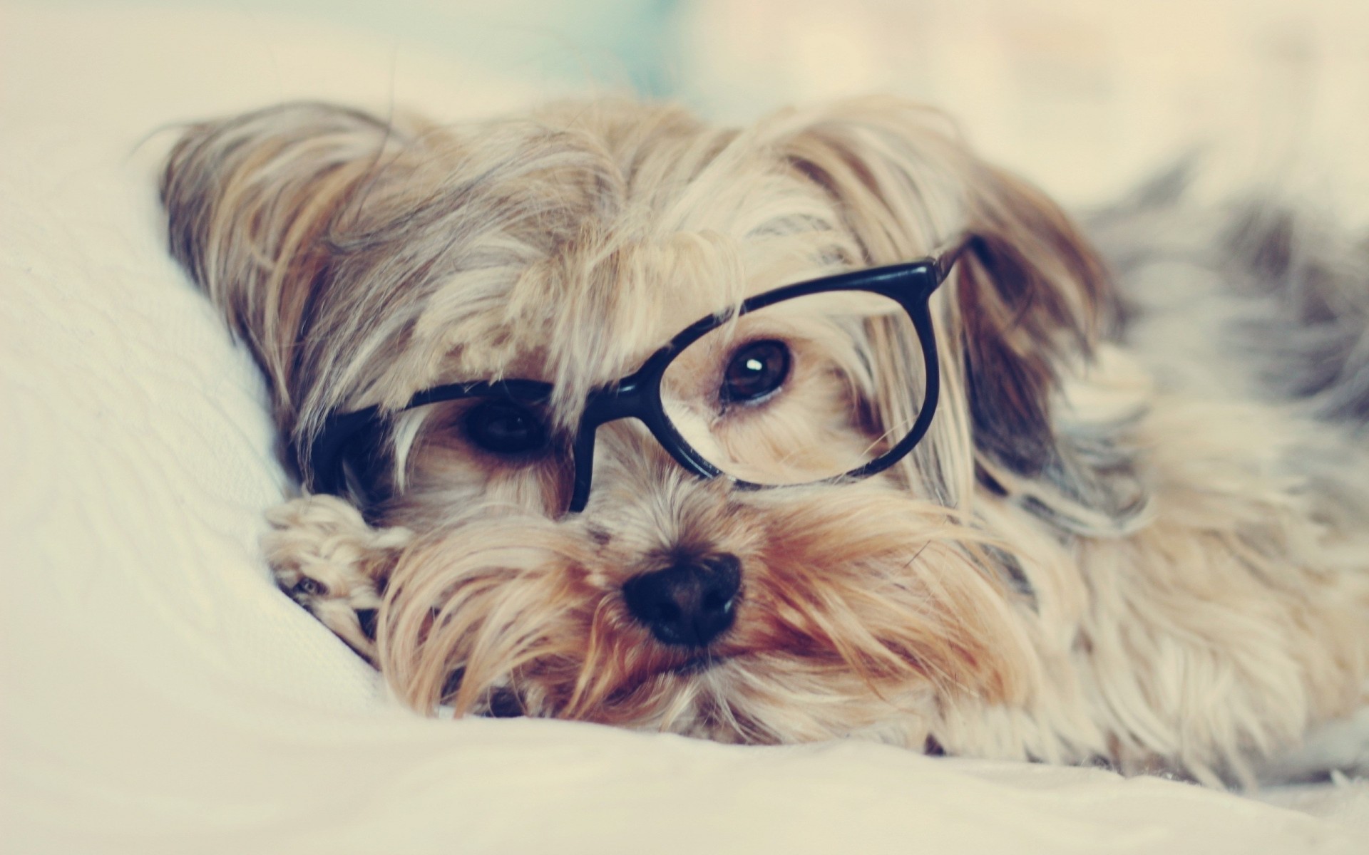 pies yorkshire terrier okulary przeciwsłoneczne zęby