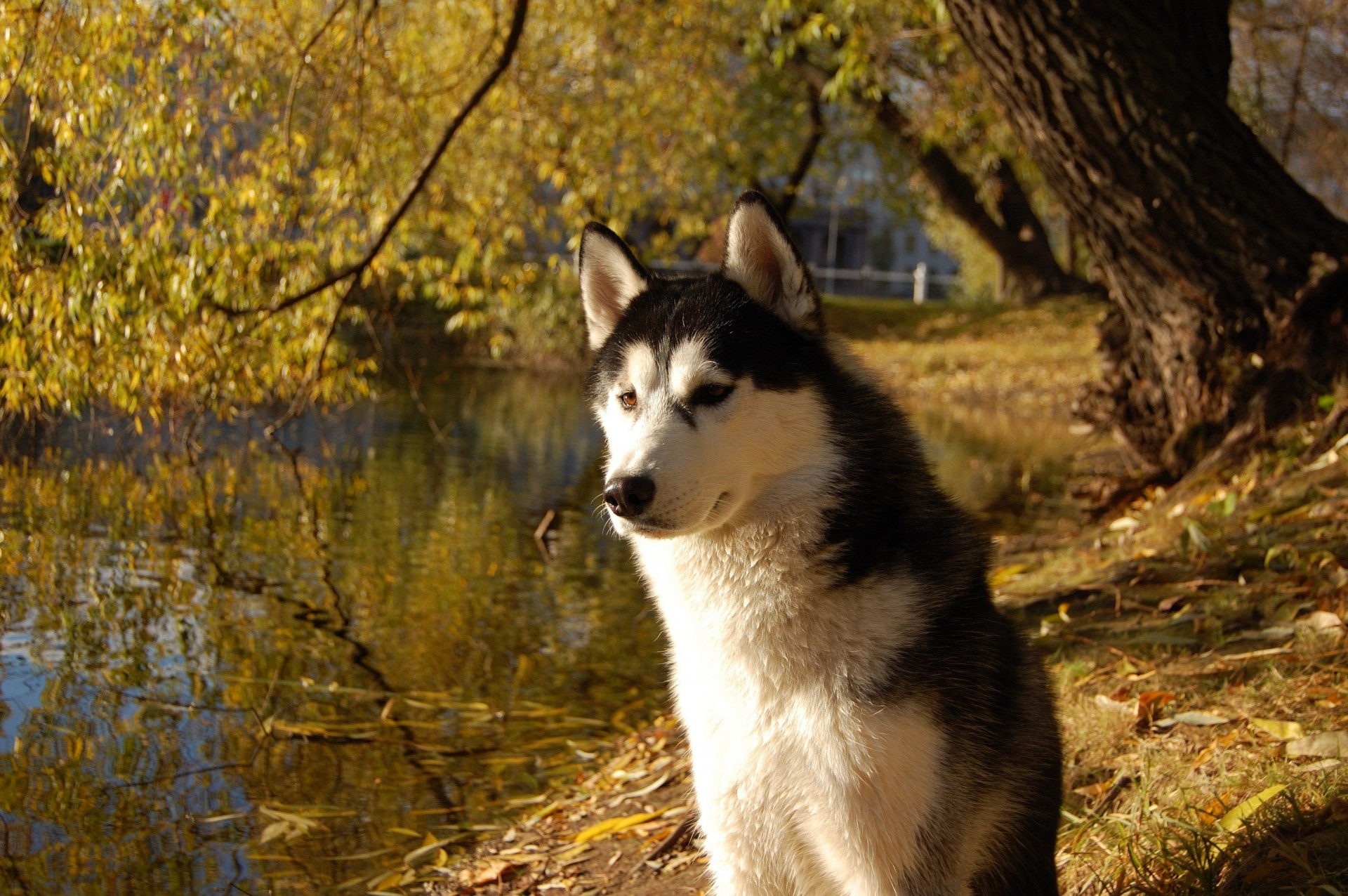 perro husky amigo