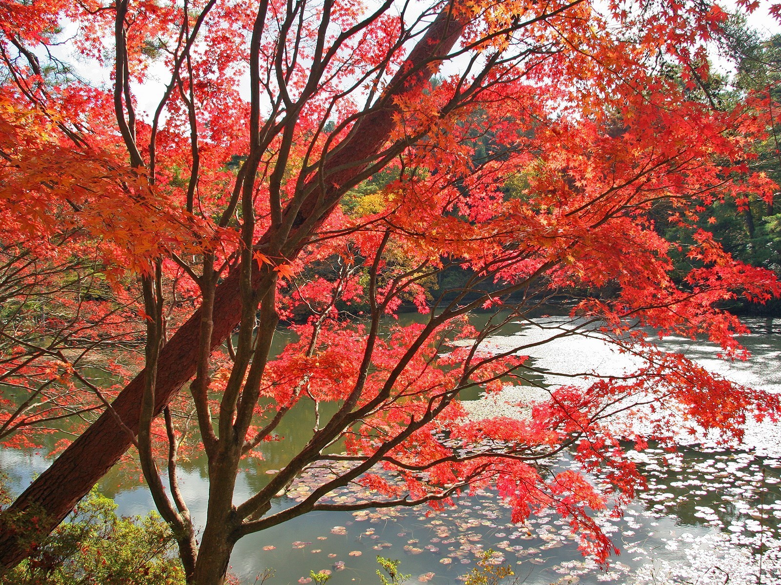 arbres eau feuilles rouge automne