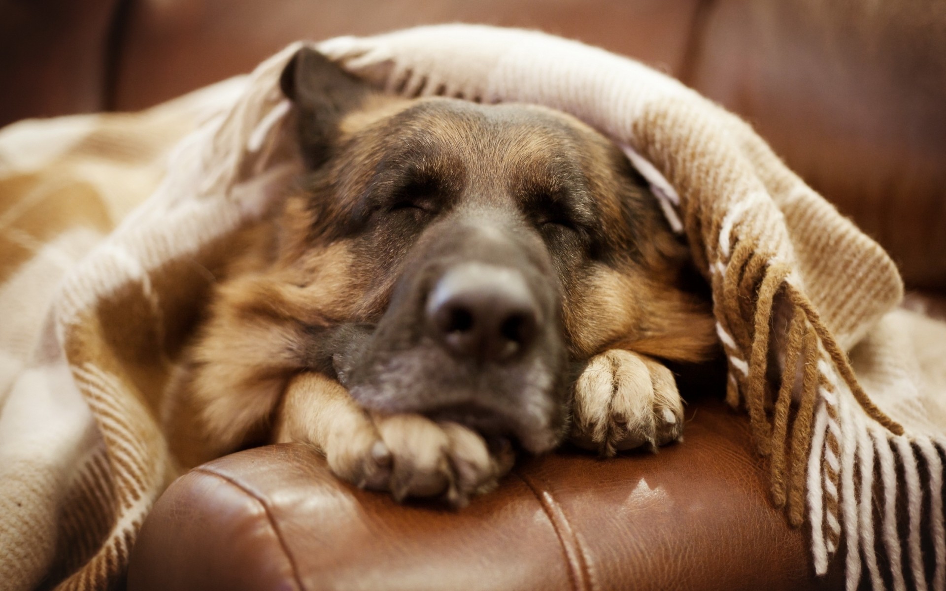 deutscher schäferhund freund hund