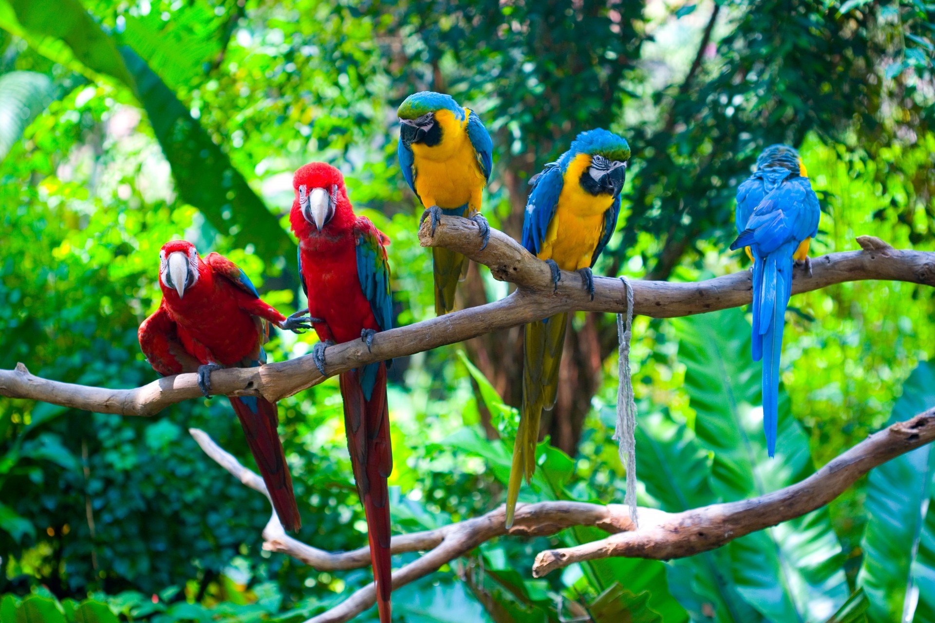 loros ramas vegetación aves