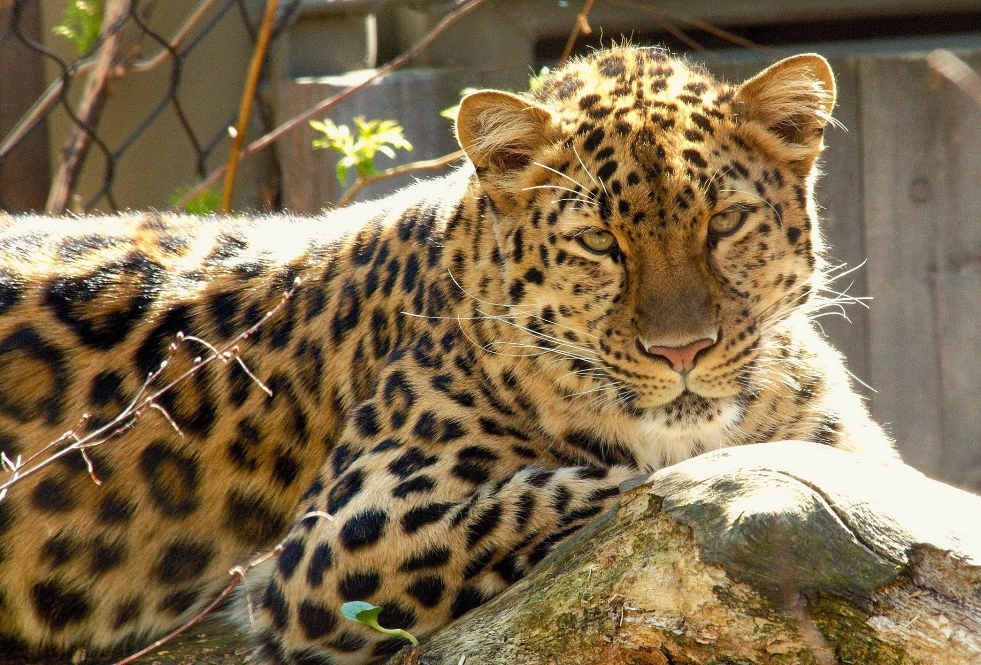 chat sauvage léopard