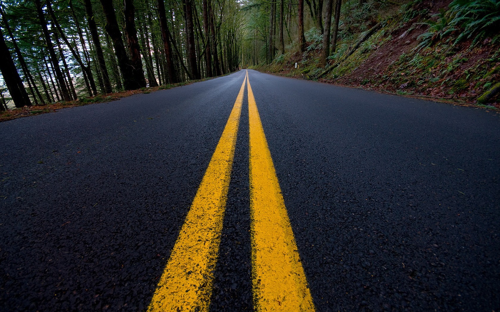 lignes route marquage forêt