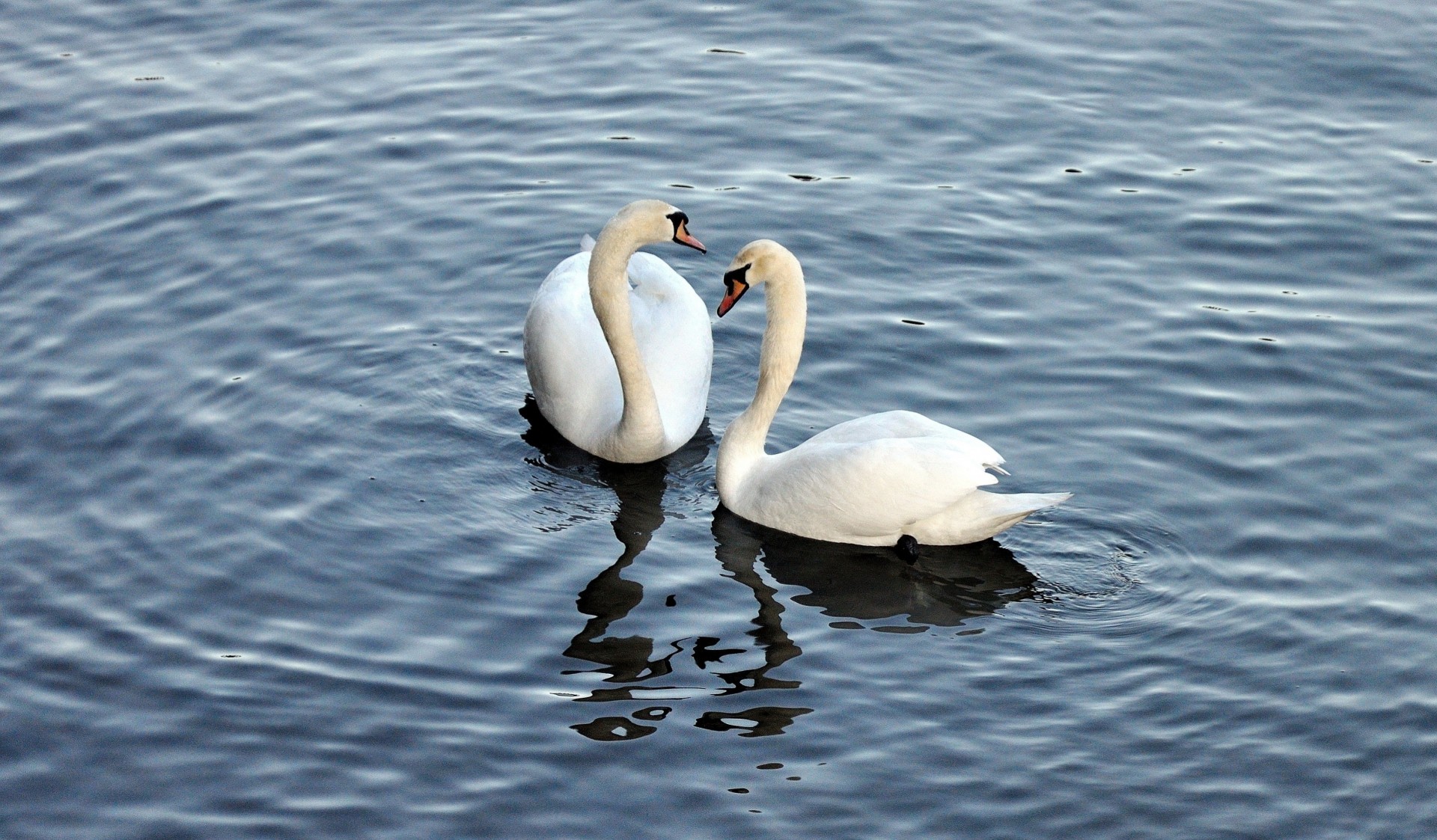 water swans white