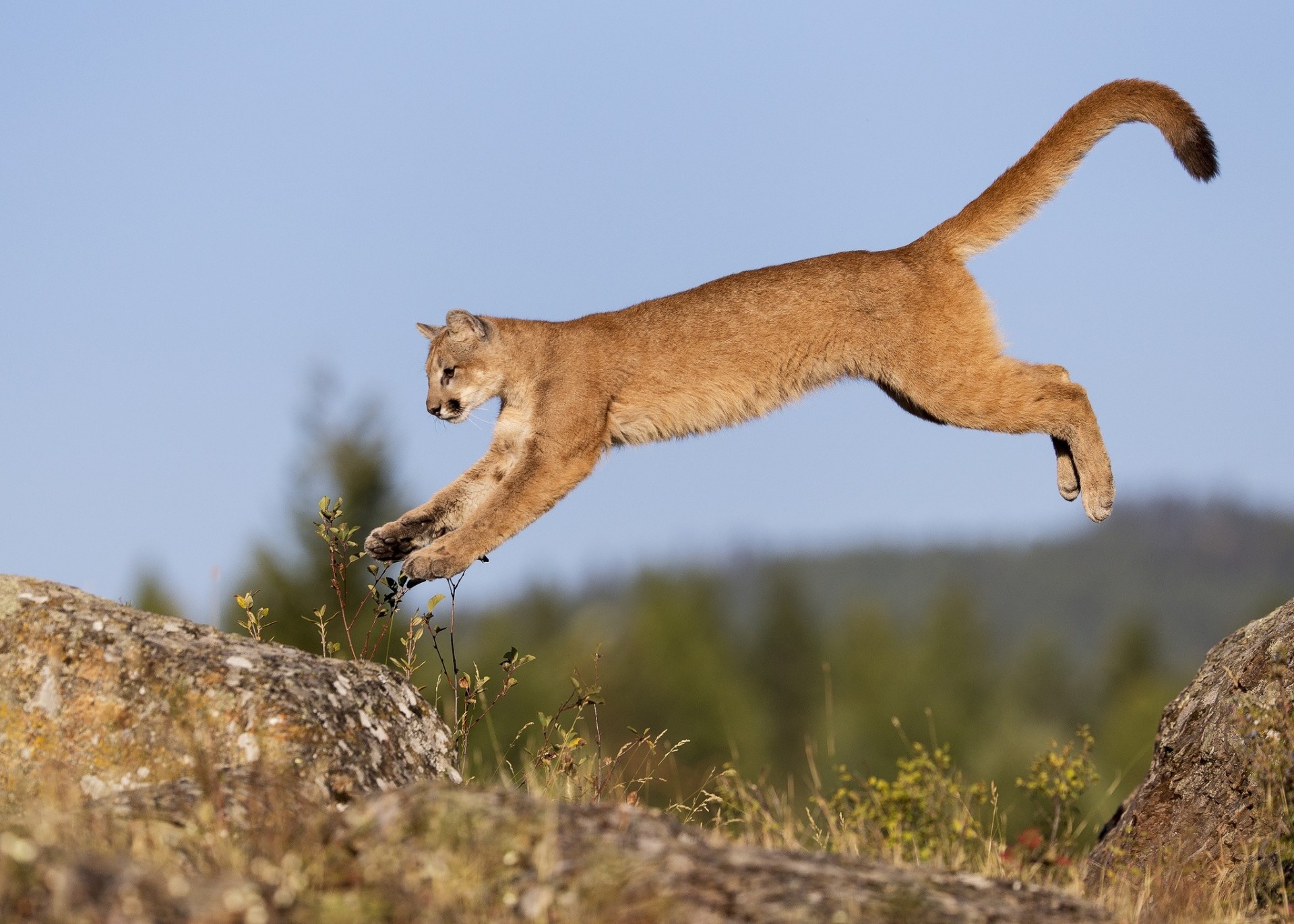 młody skok kot puma