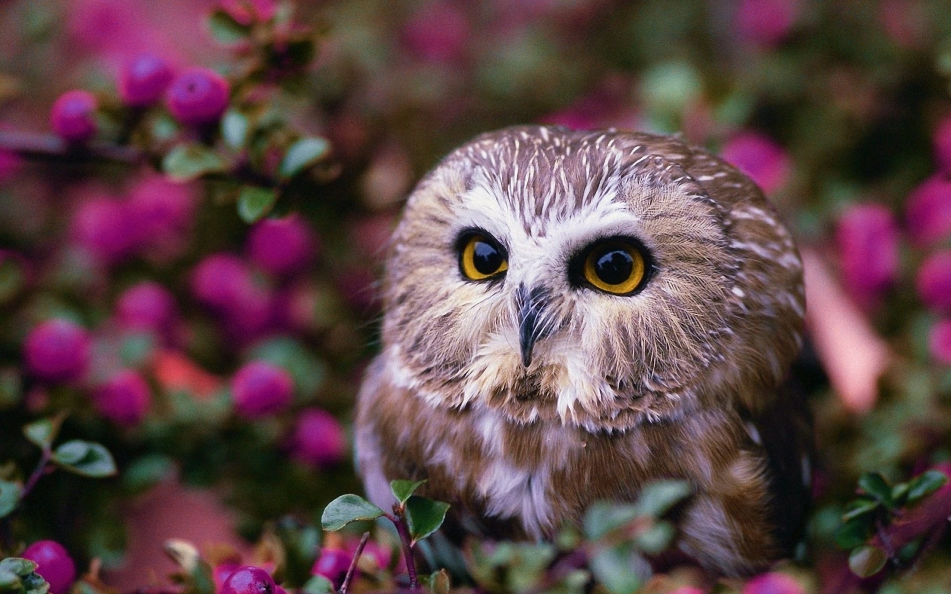 fleurs hibou arbre