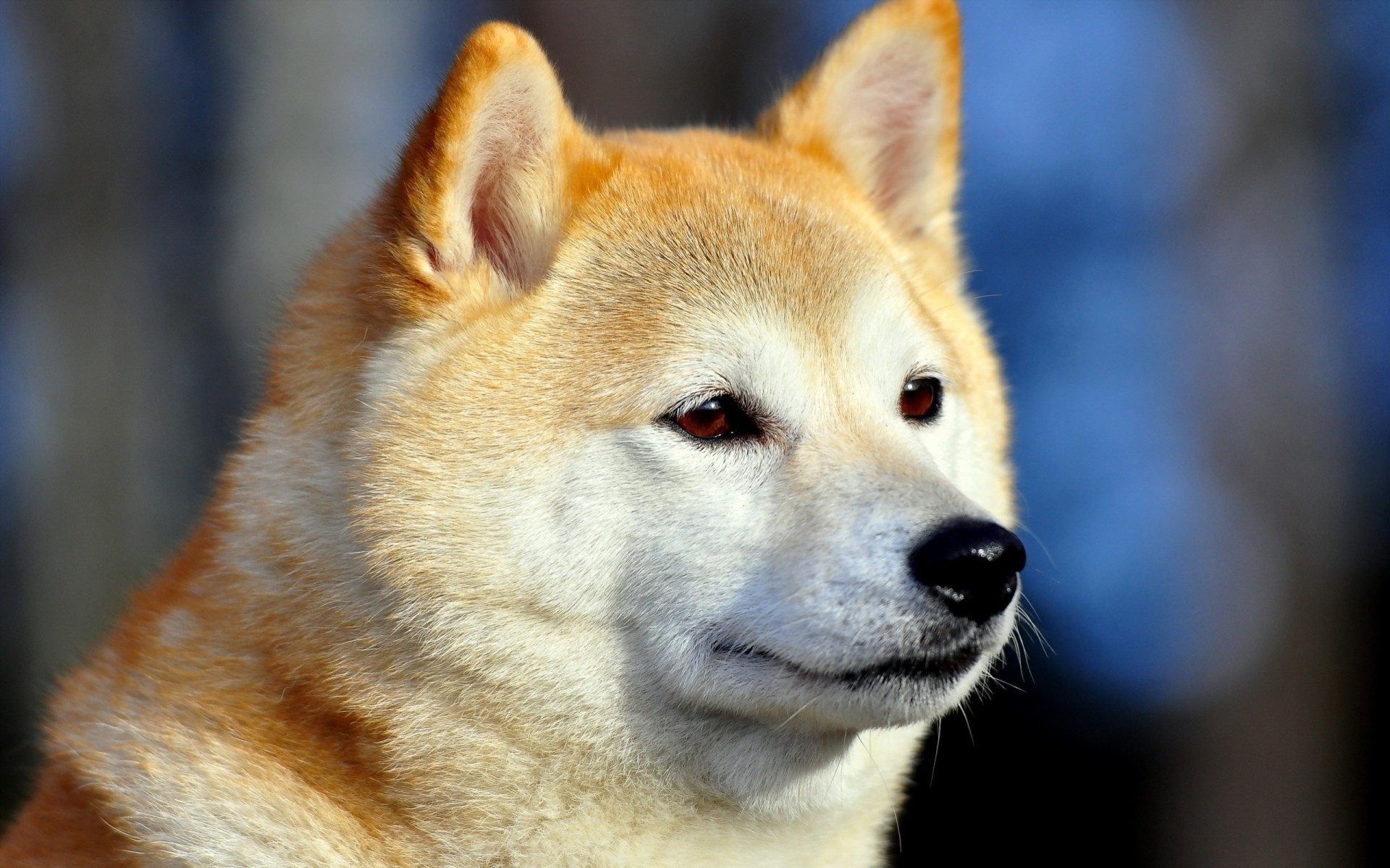 chien dents vue akita inu