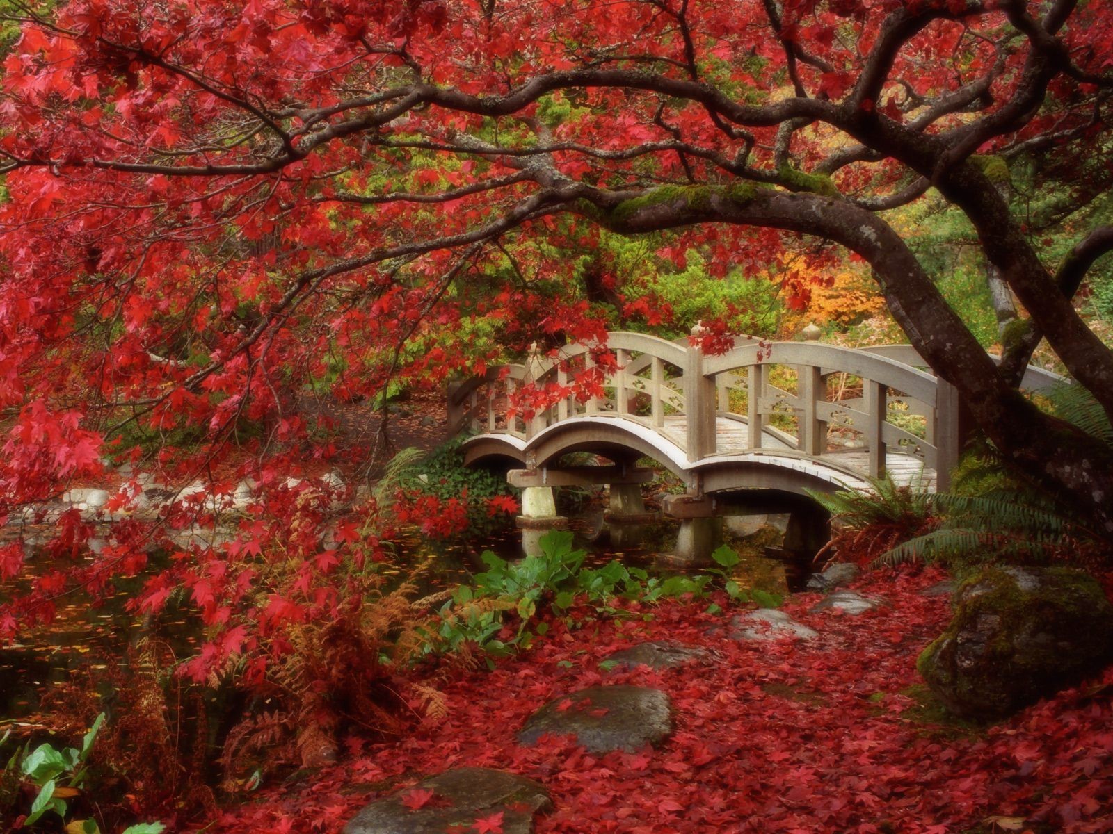 japan supplies leaves autumn