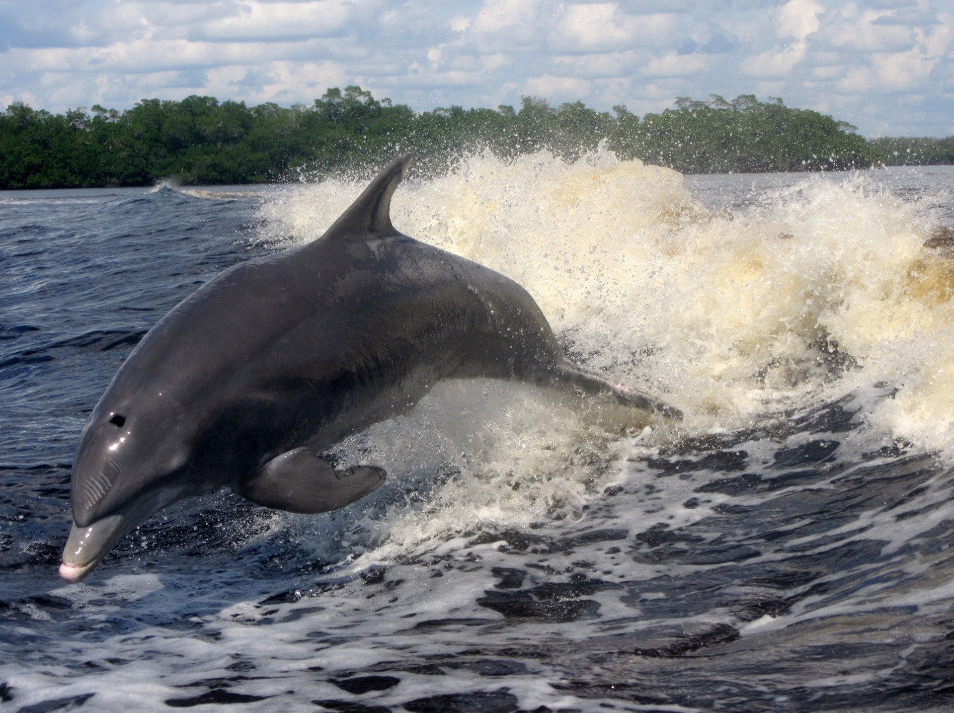 wave sea dolphin