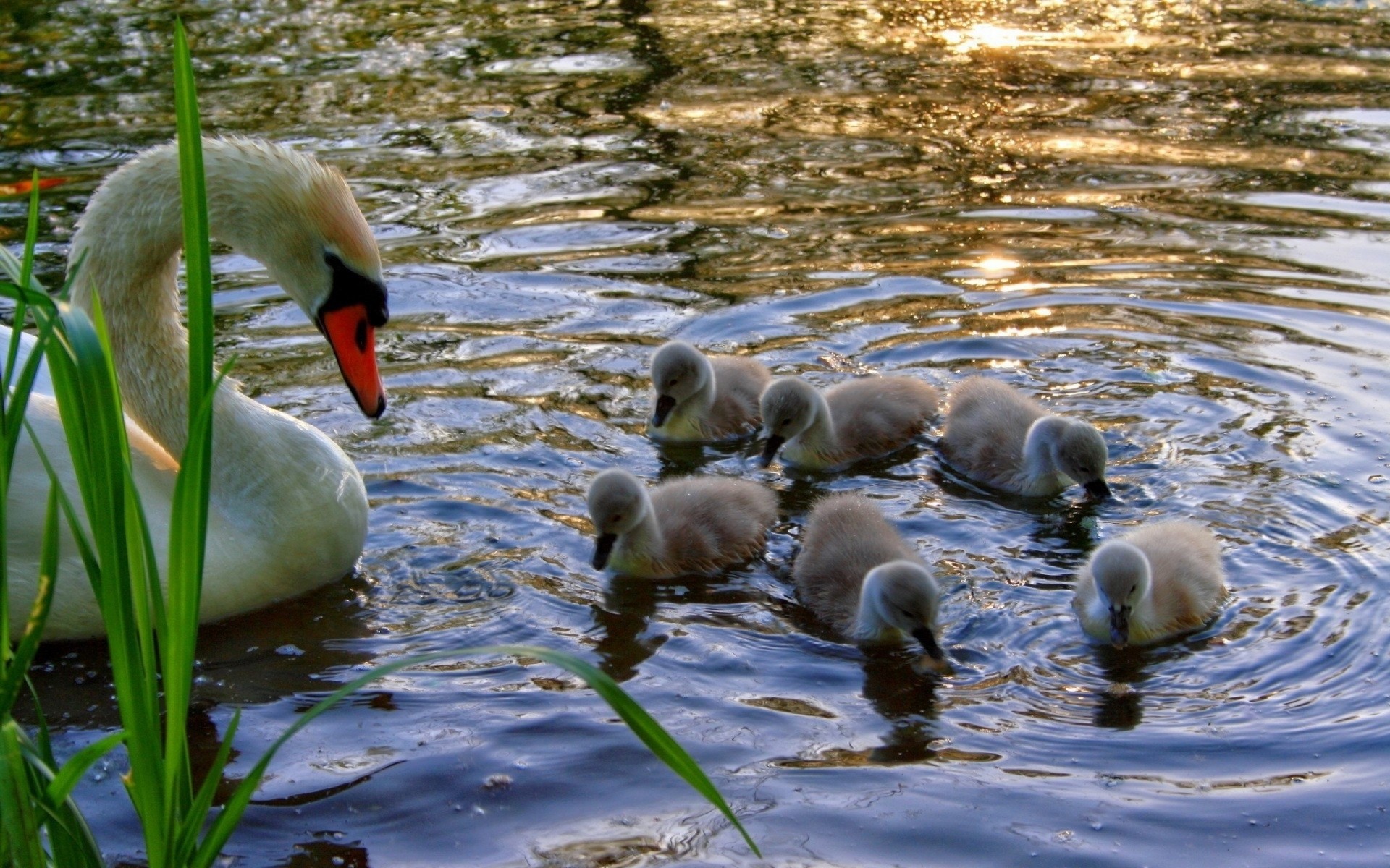 water grass chicks swan