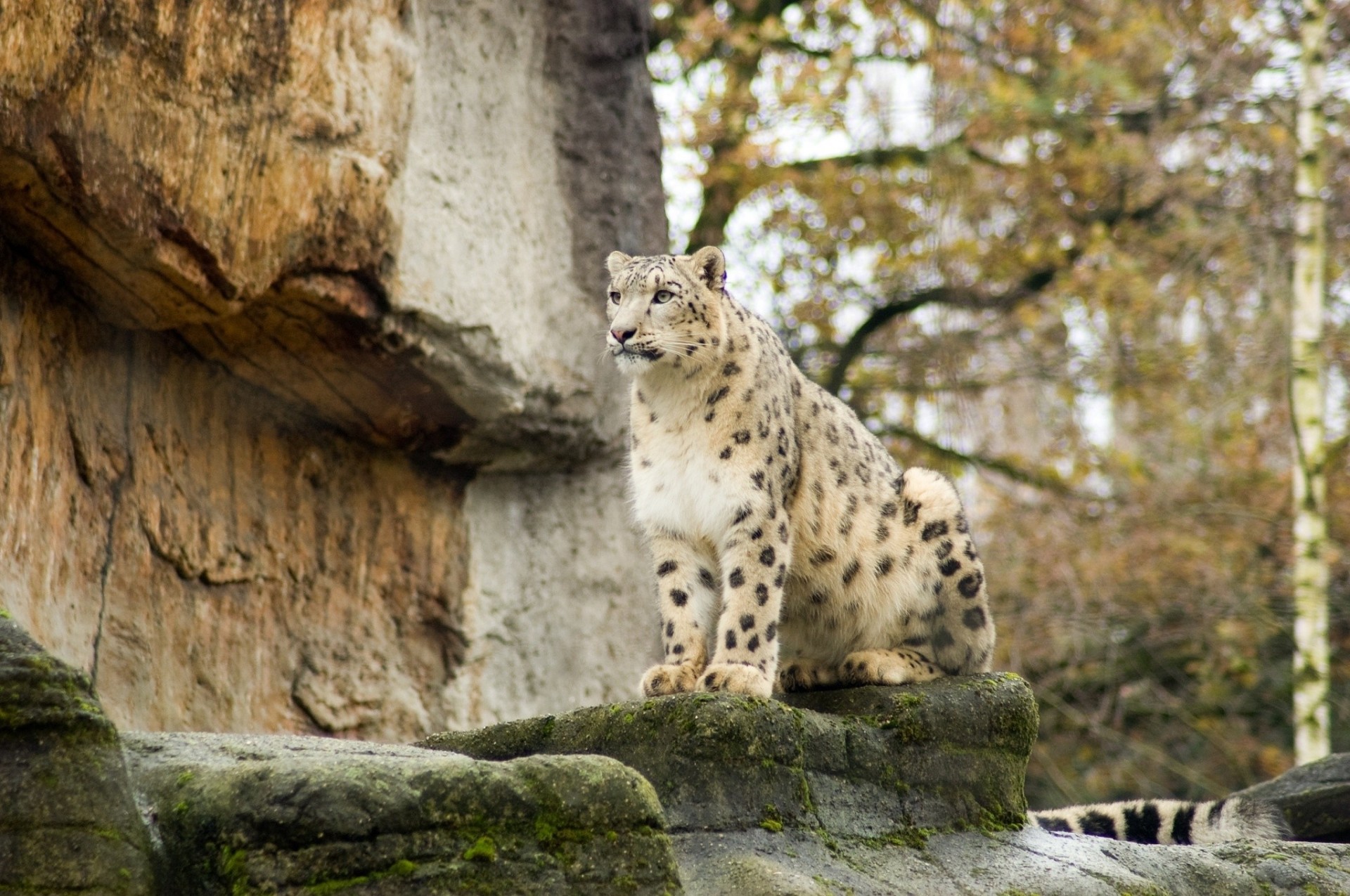 gatto selvatico bestia leopardo