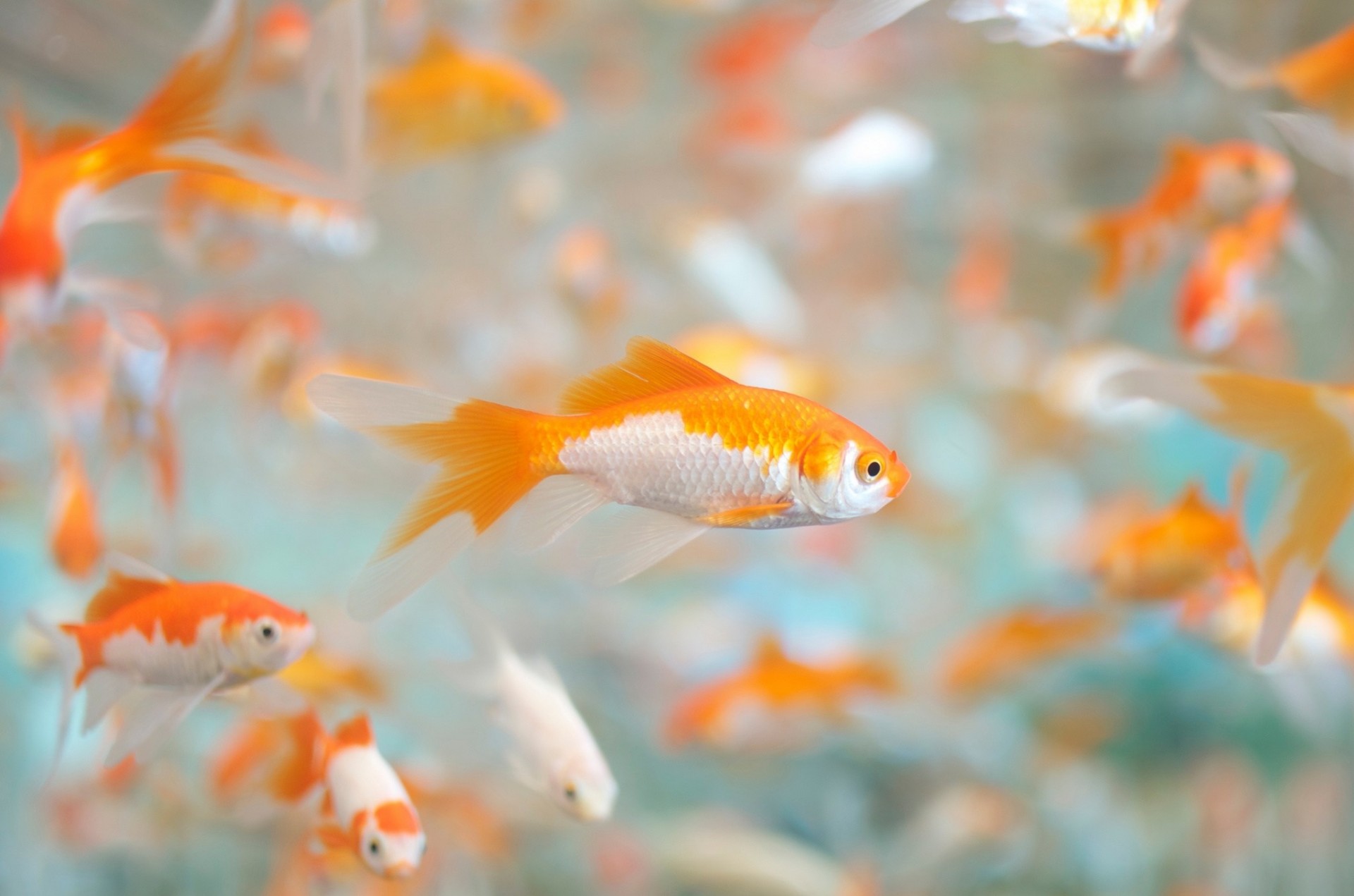 aquarium bokeh fish