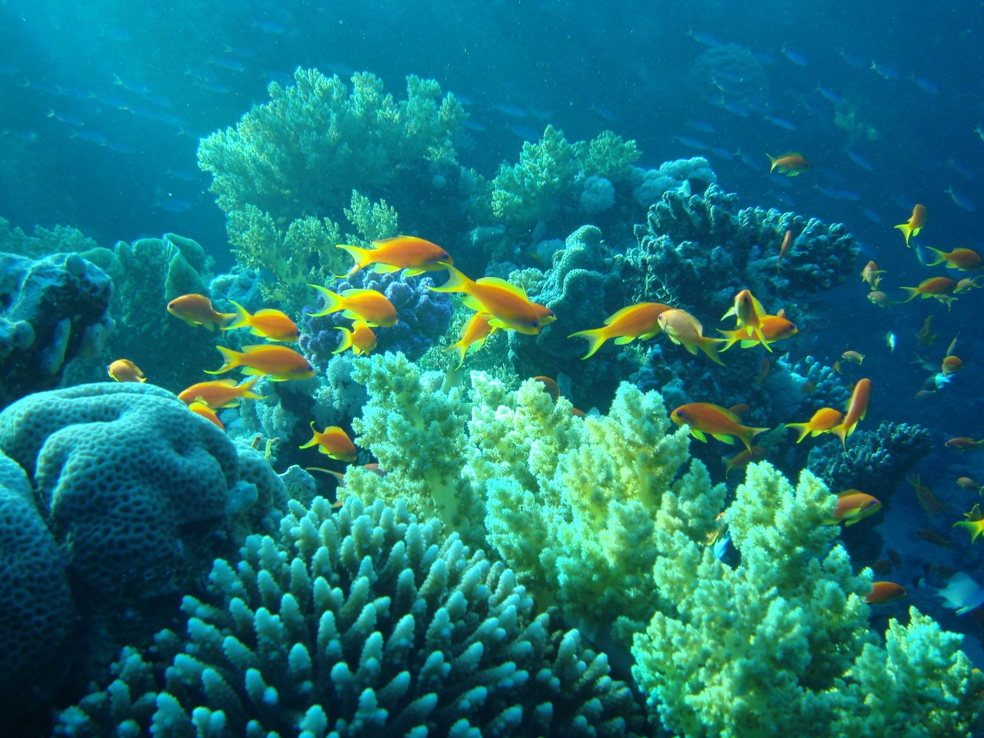 underwater fish egypt coral