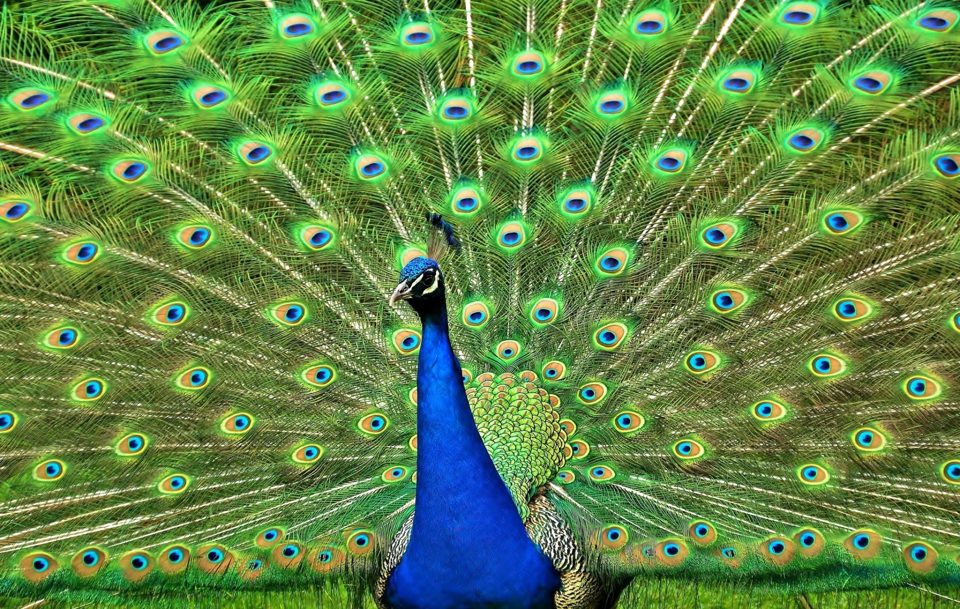 birds feathers peacock tail