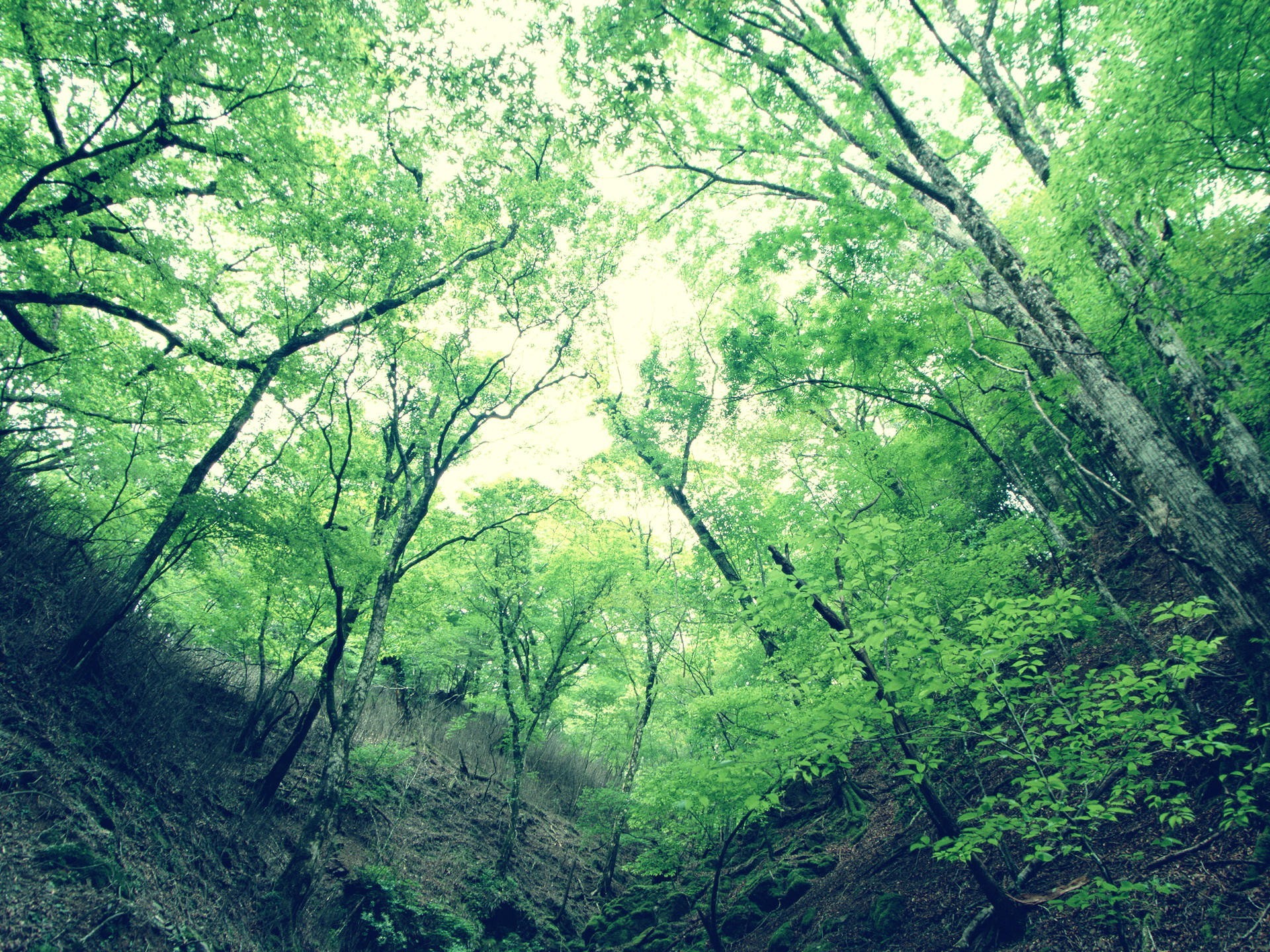 valley tree leaves green