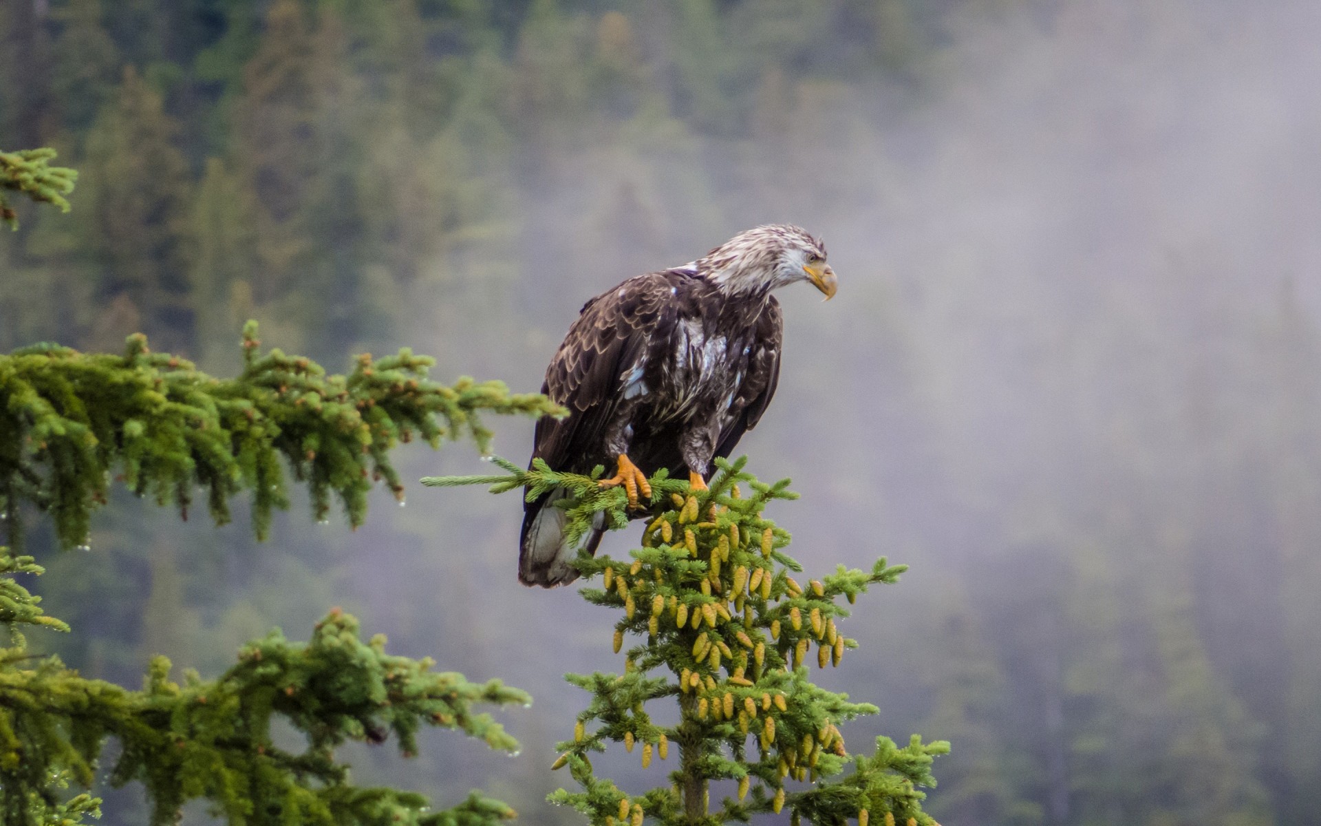 oiseaux épinette cônes