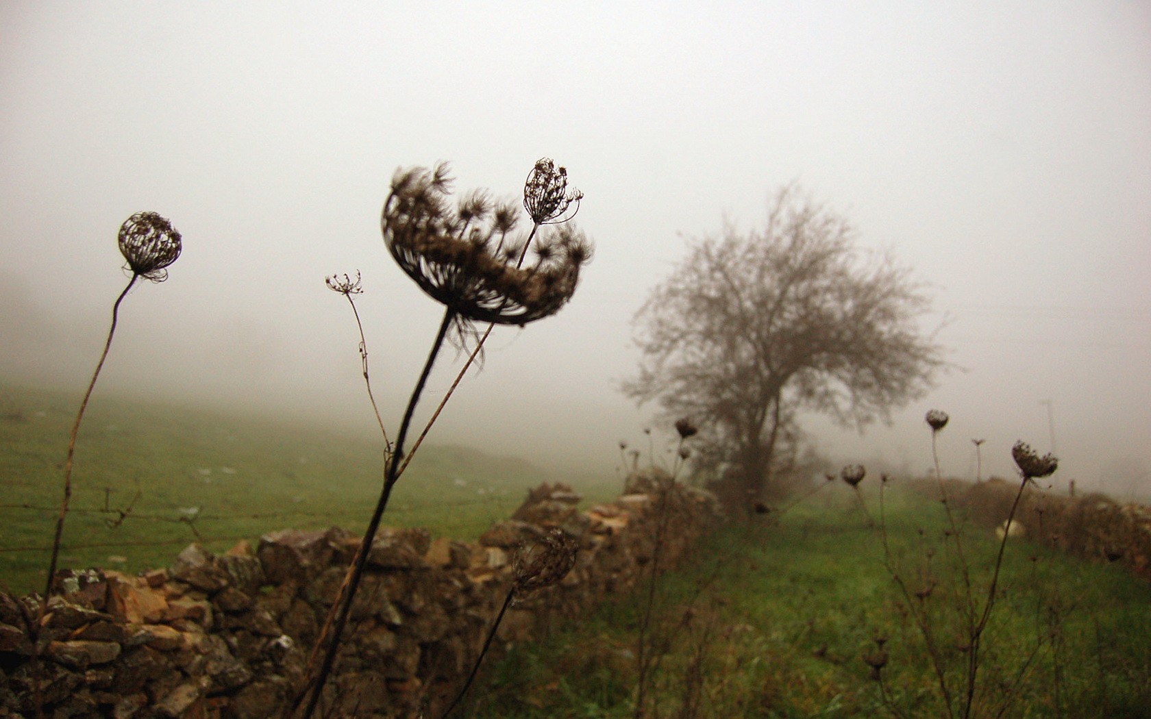 erba recinzione legno nebbia