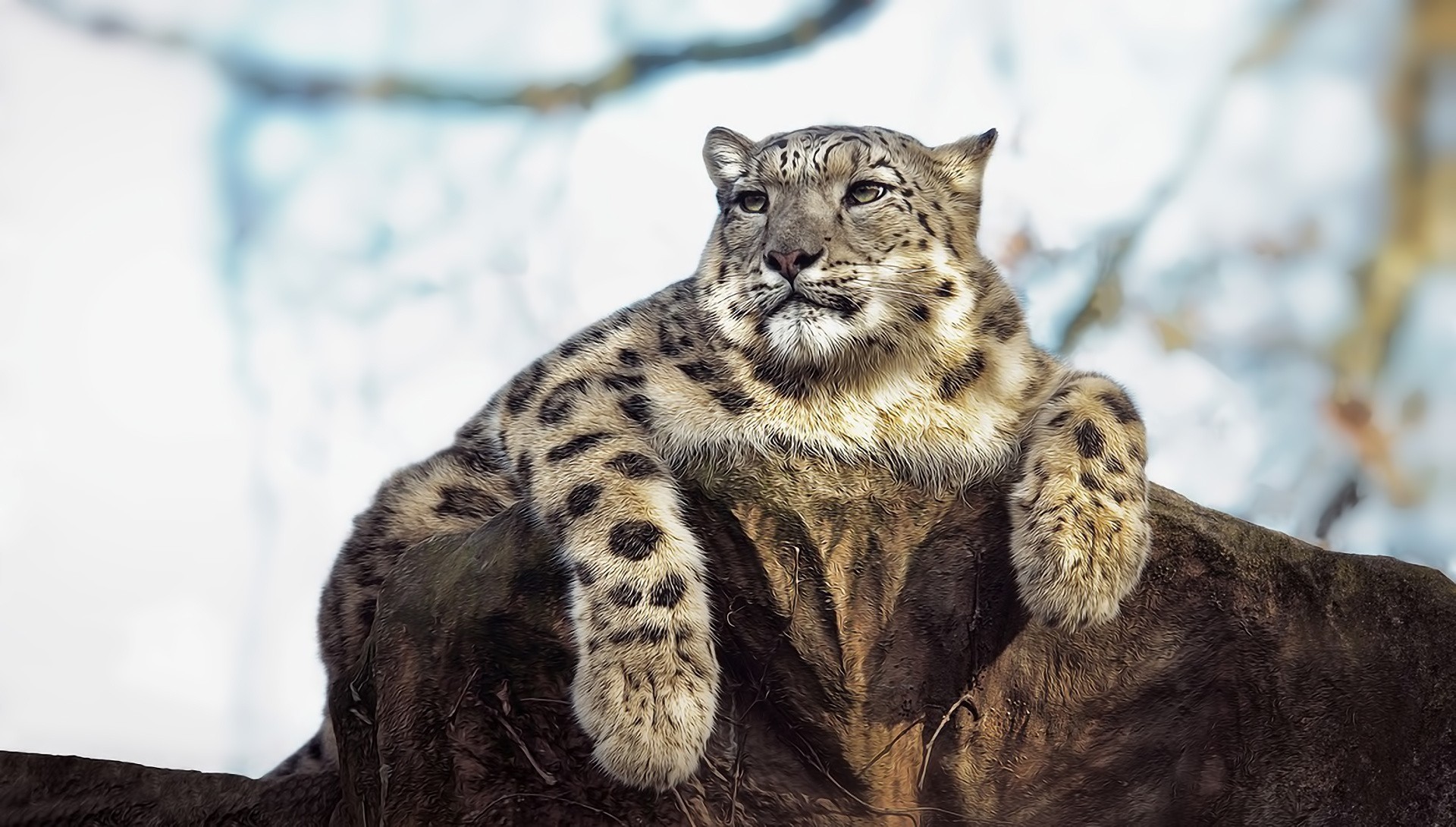 haltung tier ansicht stein leopard