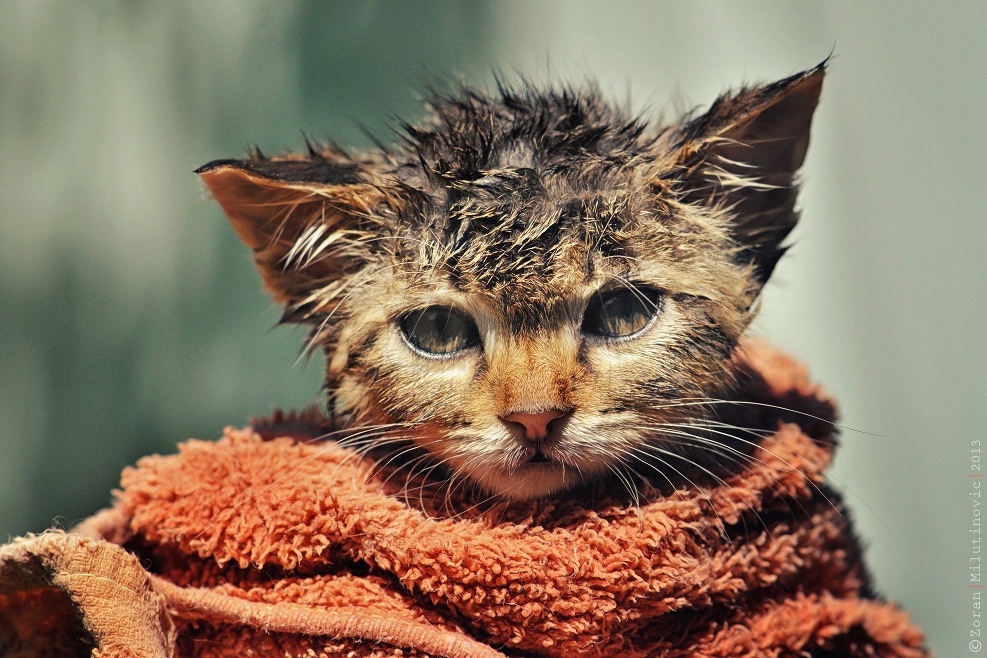 chat humide serviette ébouriffé