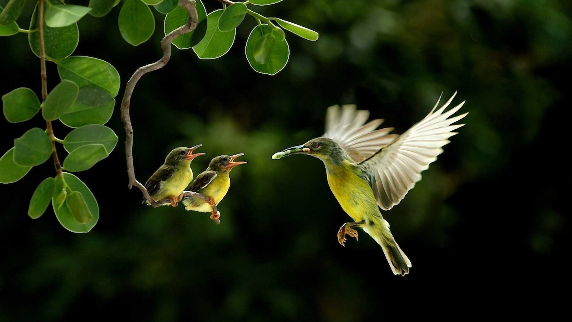 aves rama colibrí comida polluelos