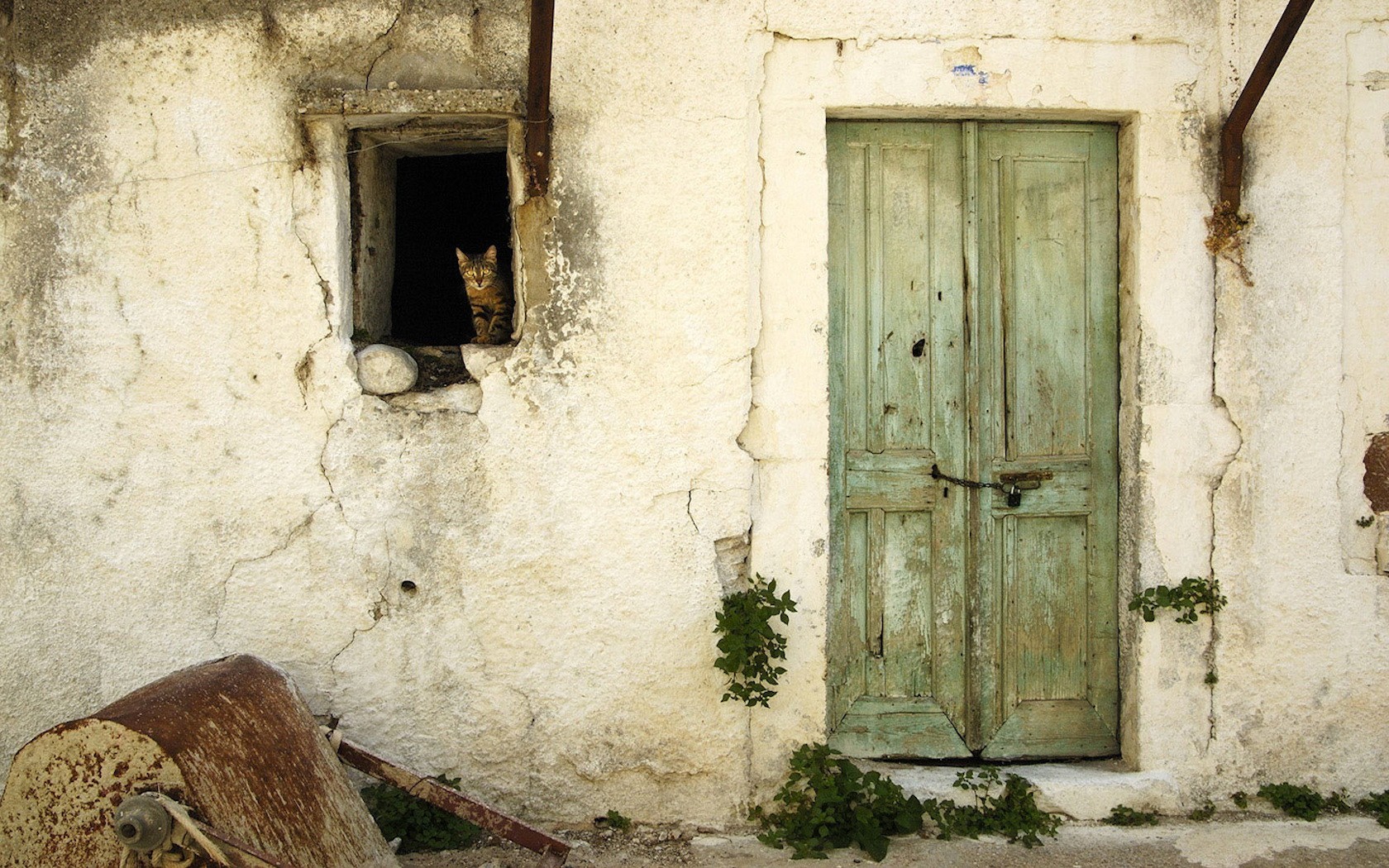 tür wand fenster katze