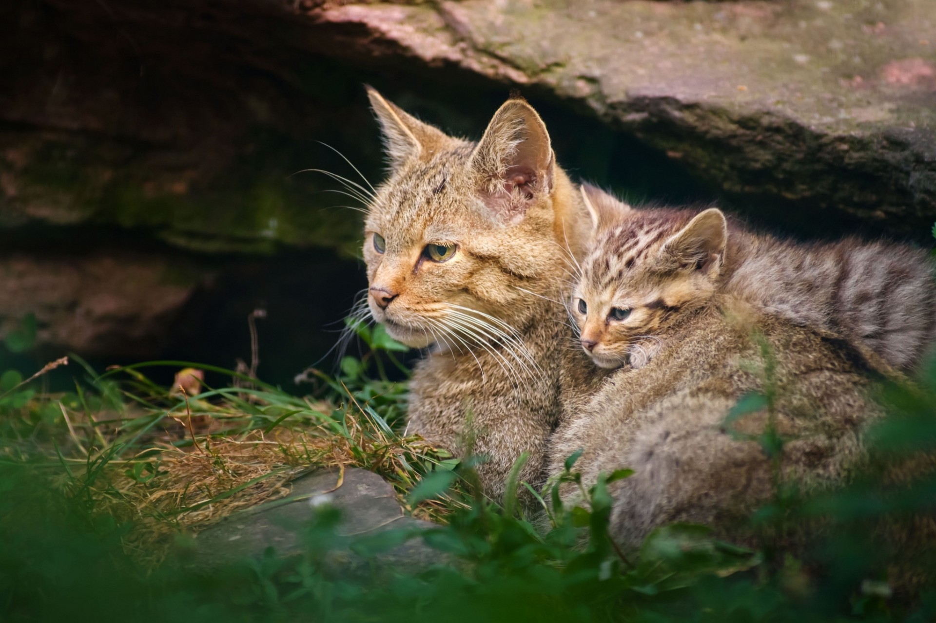 gato gato salvaje maternidad