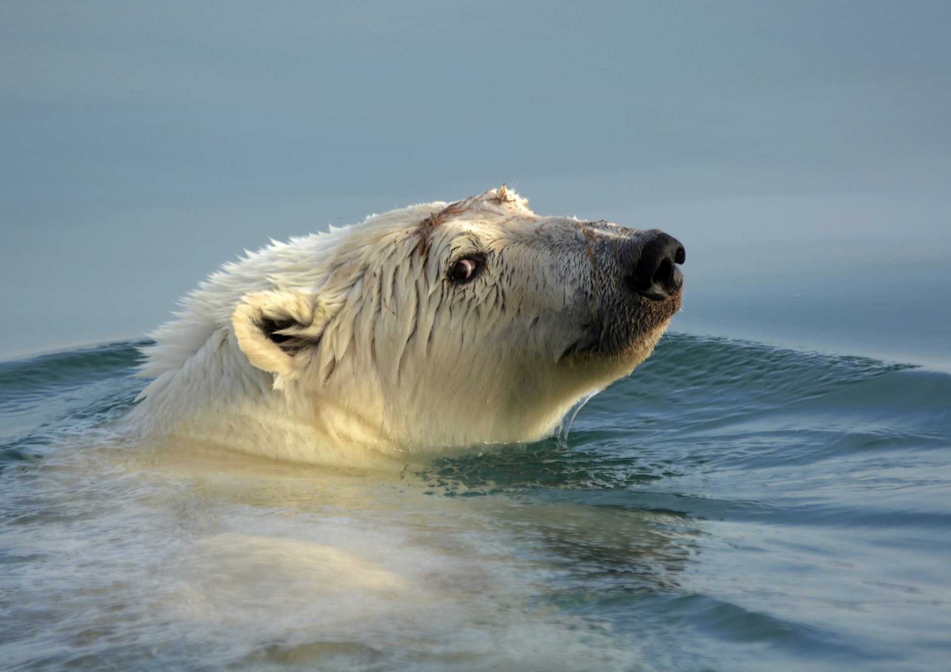 oso oso polar cabeza agua