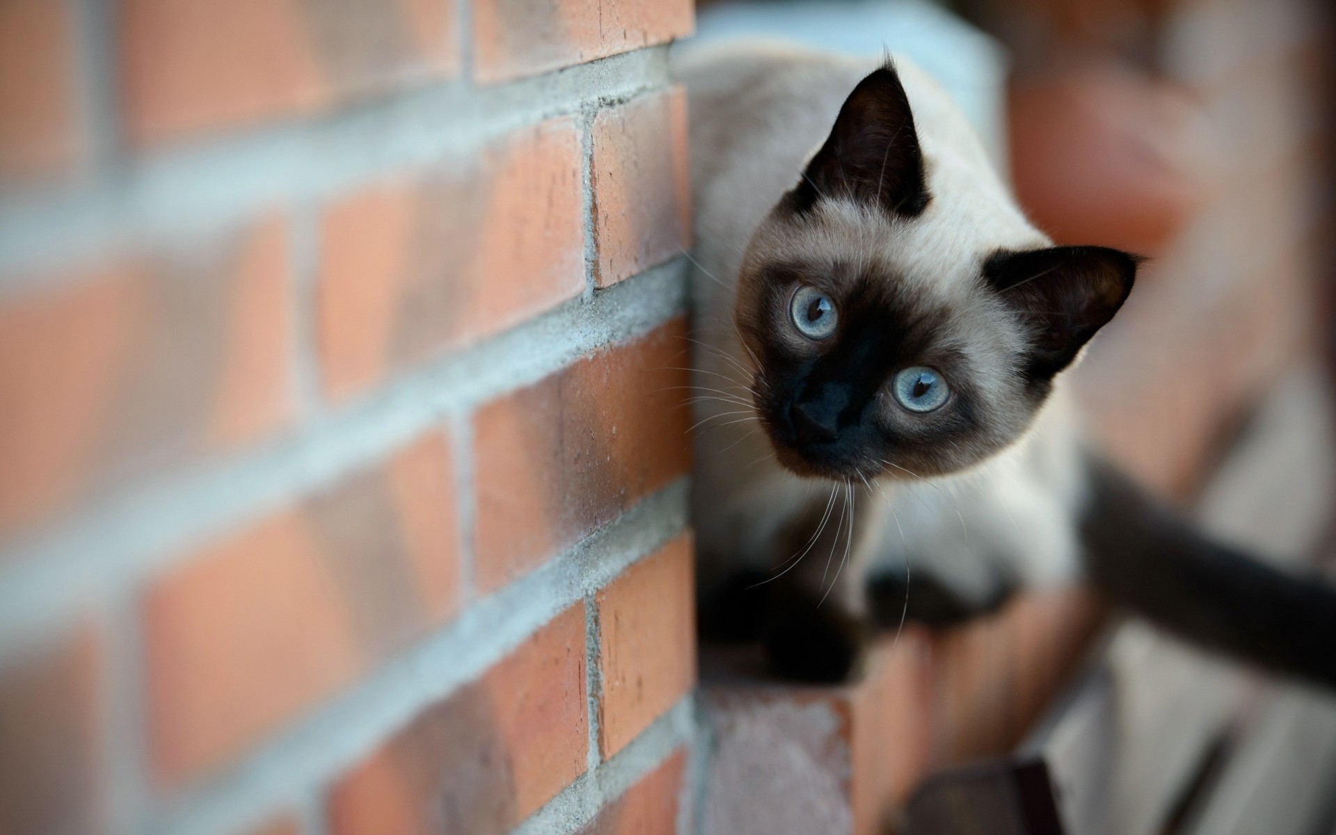 ladrillo gato pared