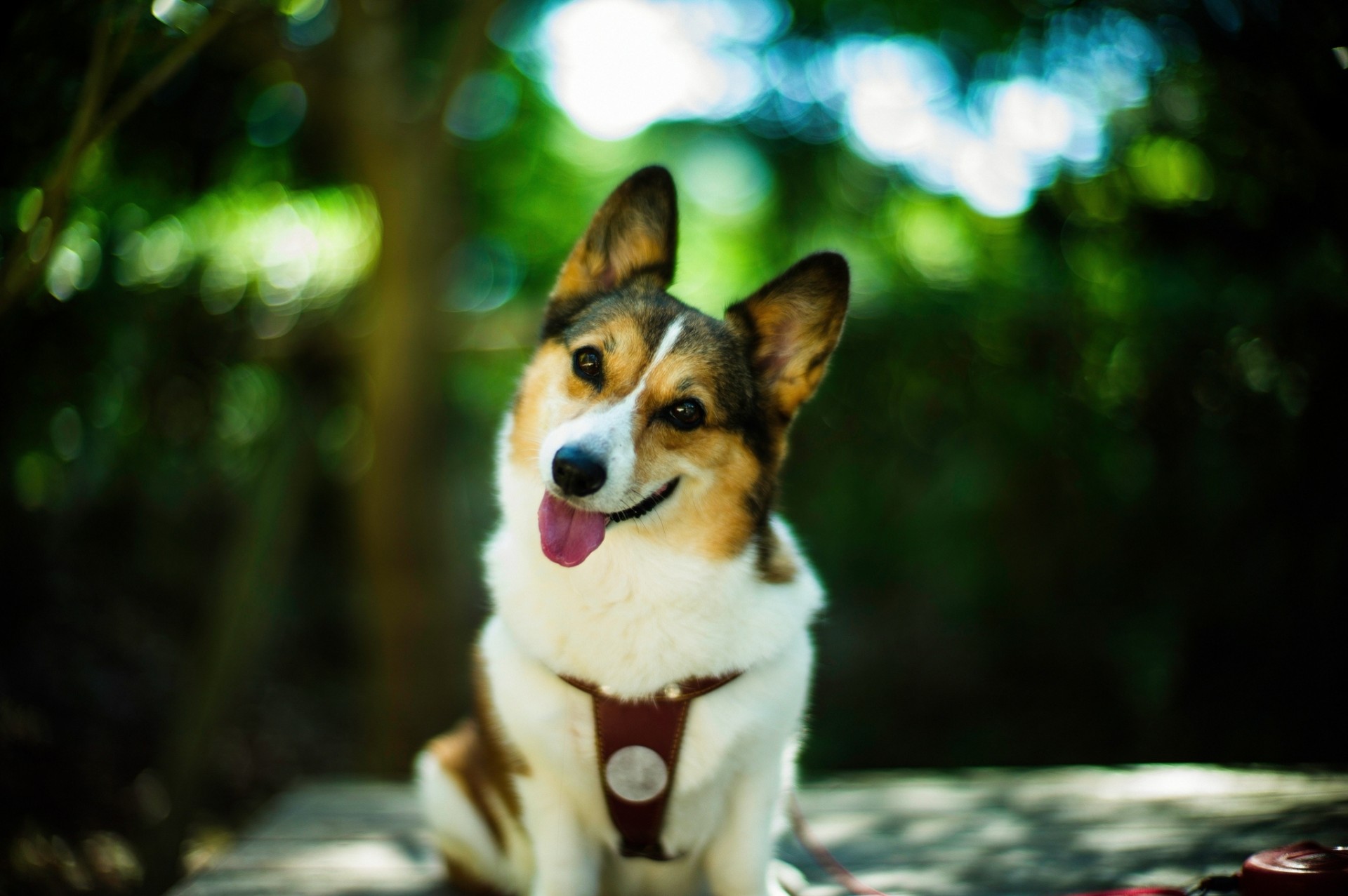 bokeh hund freund ansicht