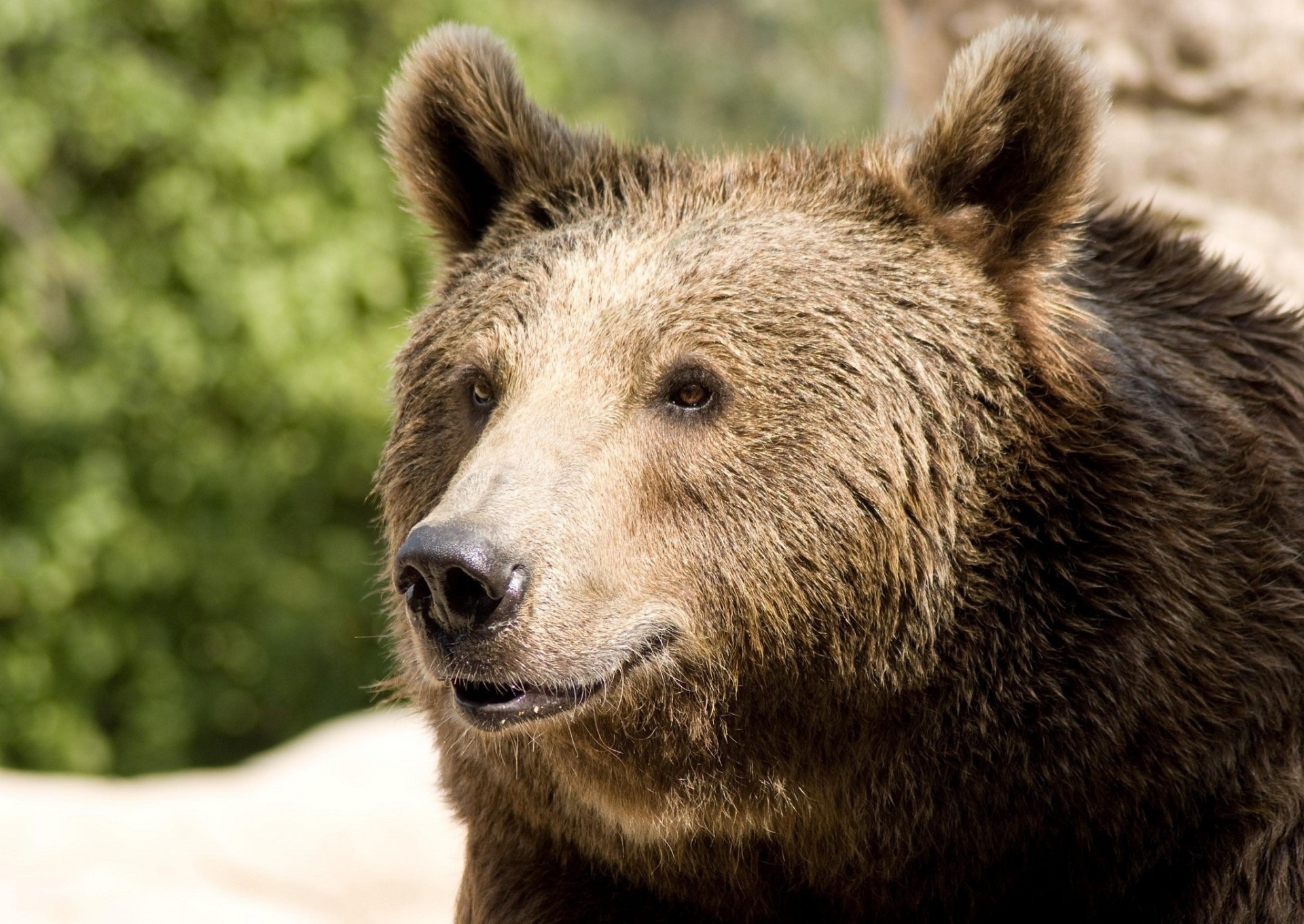 orso sorriso denti