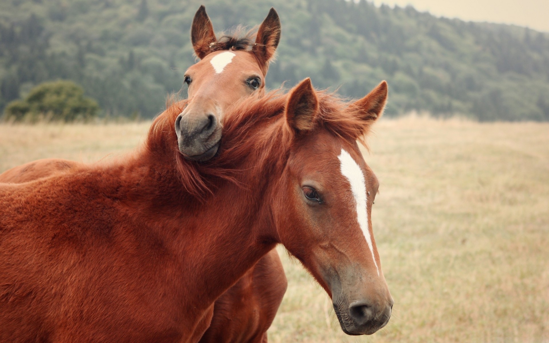 horse grass the pair nature