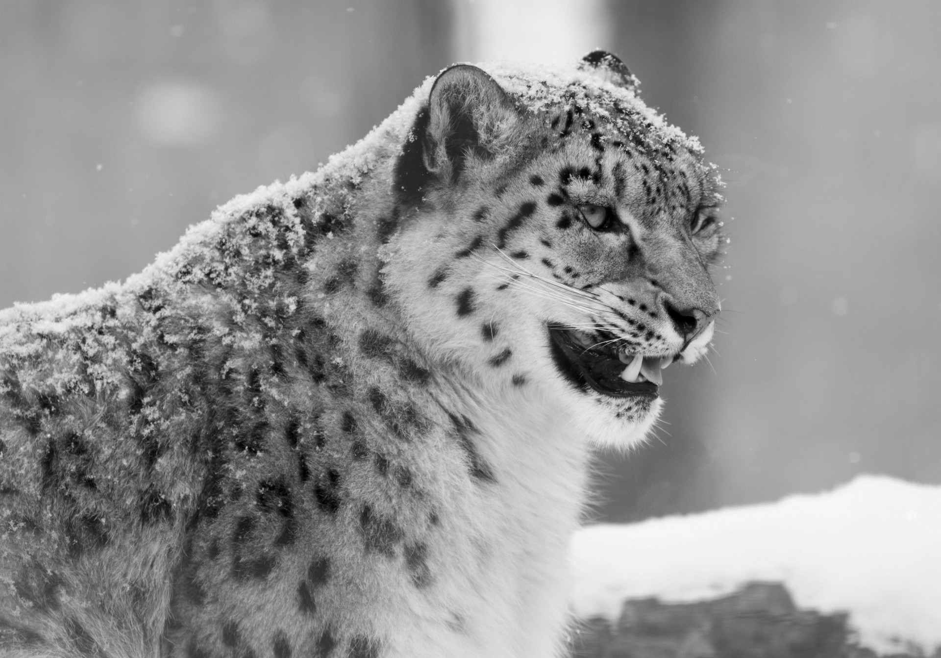 wut tier schwarz / weiß eckzähne wildkatze tierische leopard