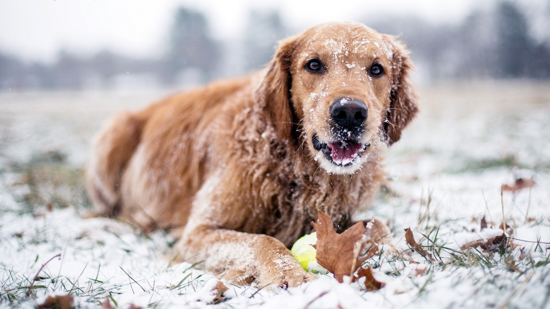 chien neige hiver