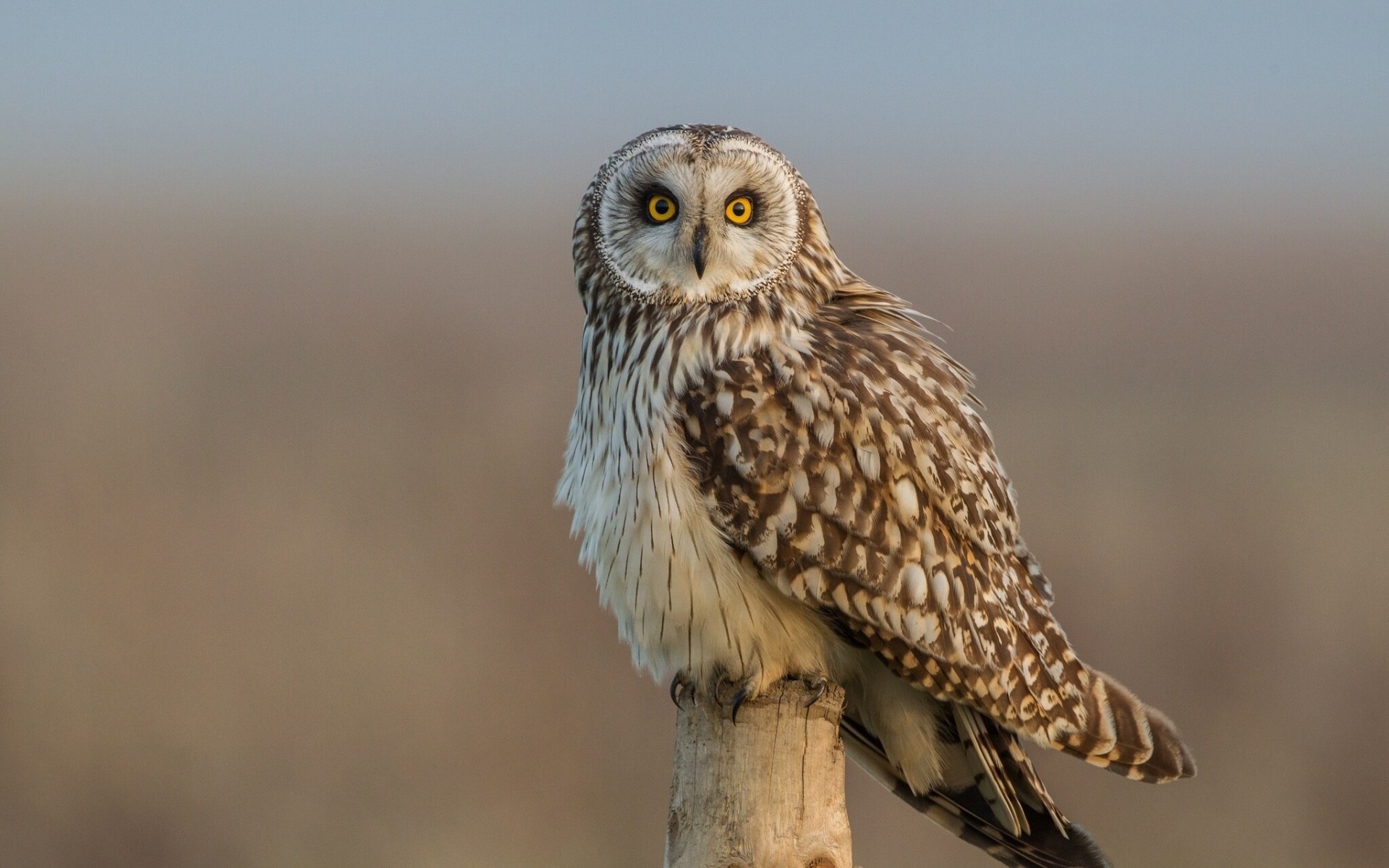 gufo di palude uccelli specie gufo