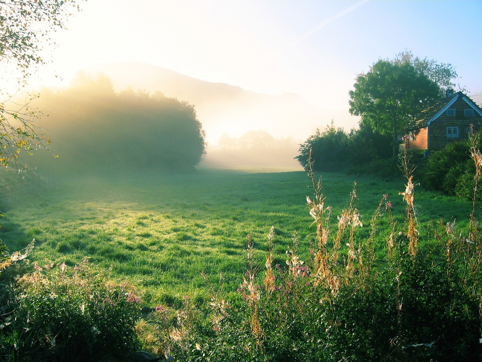 matin herbe arbres maison