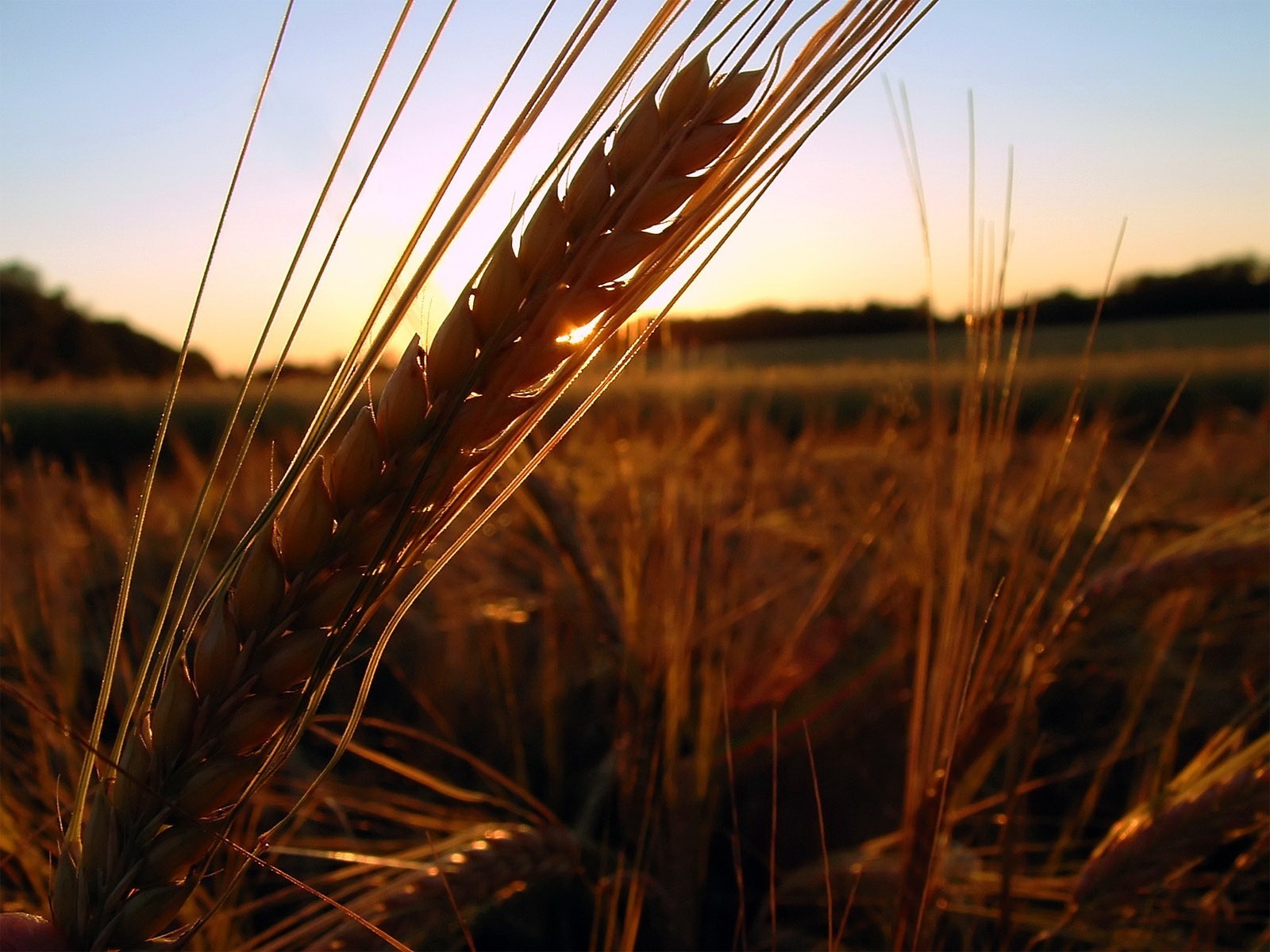 orecchio campo tramonto