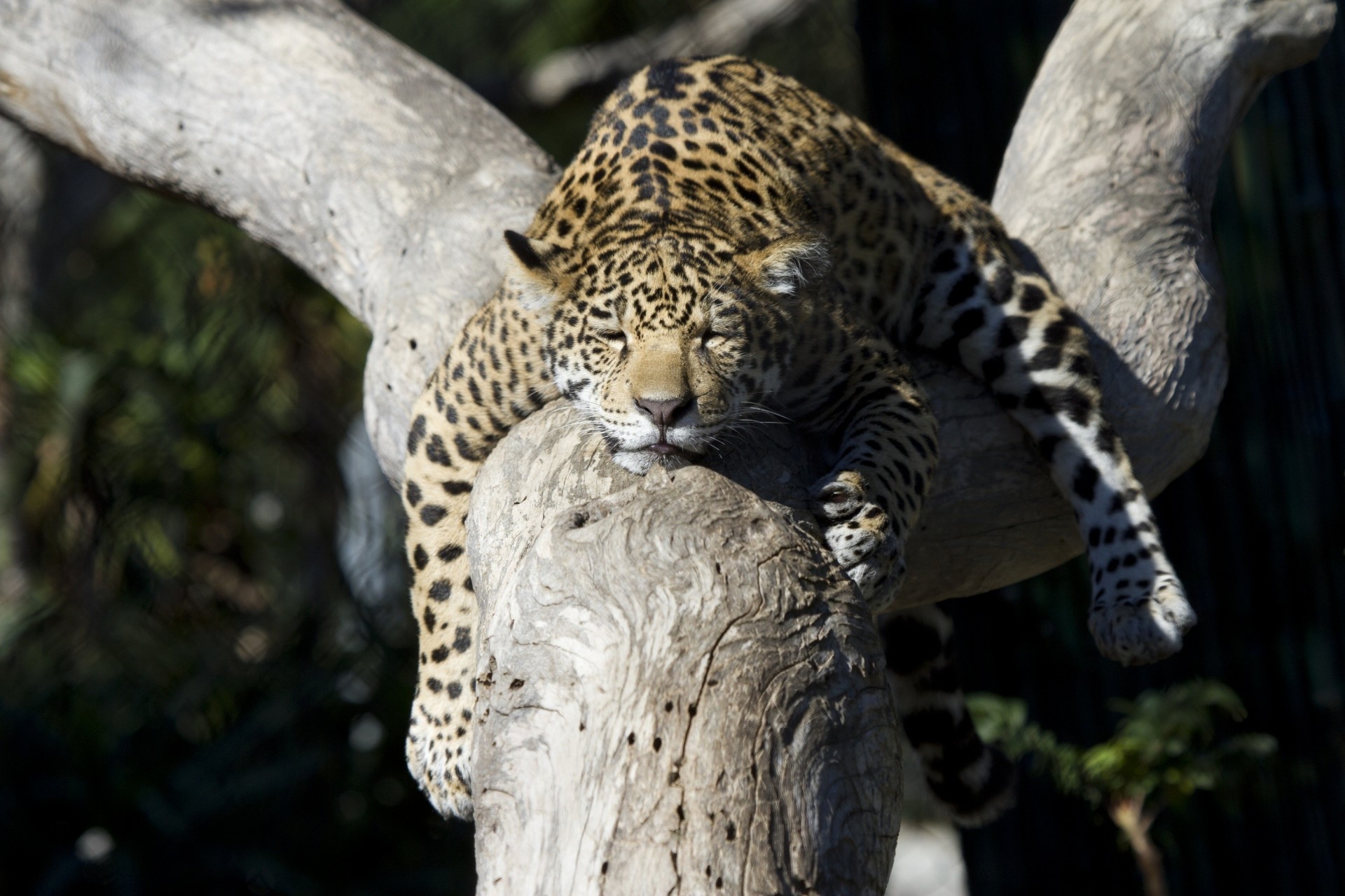 chat sauvage dormir cub jaguar