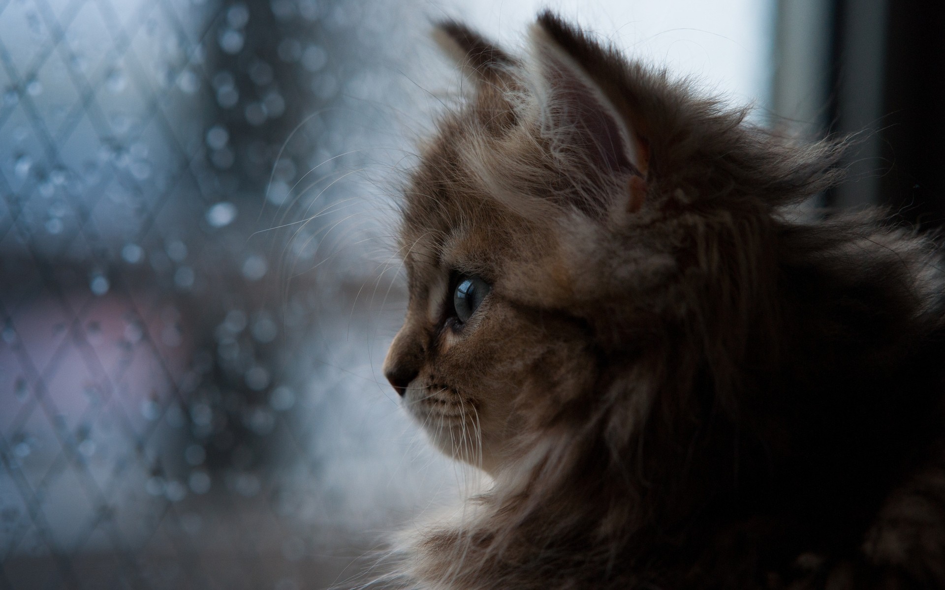 katzen wassertropfen stimmung situationen natur