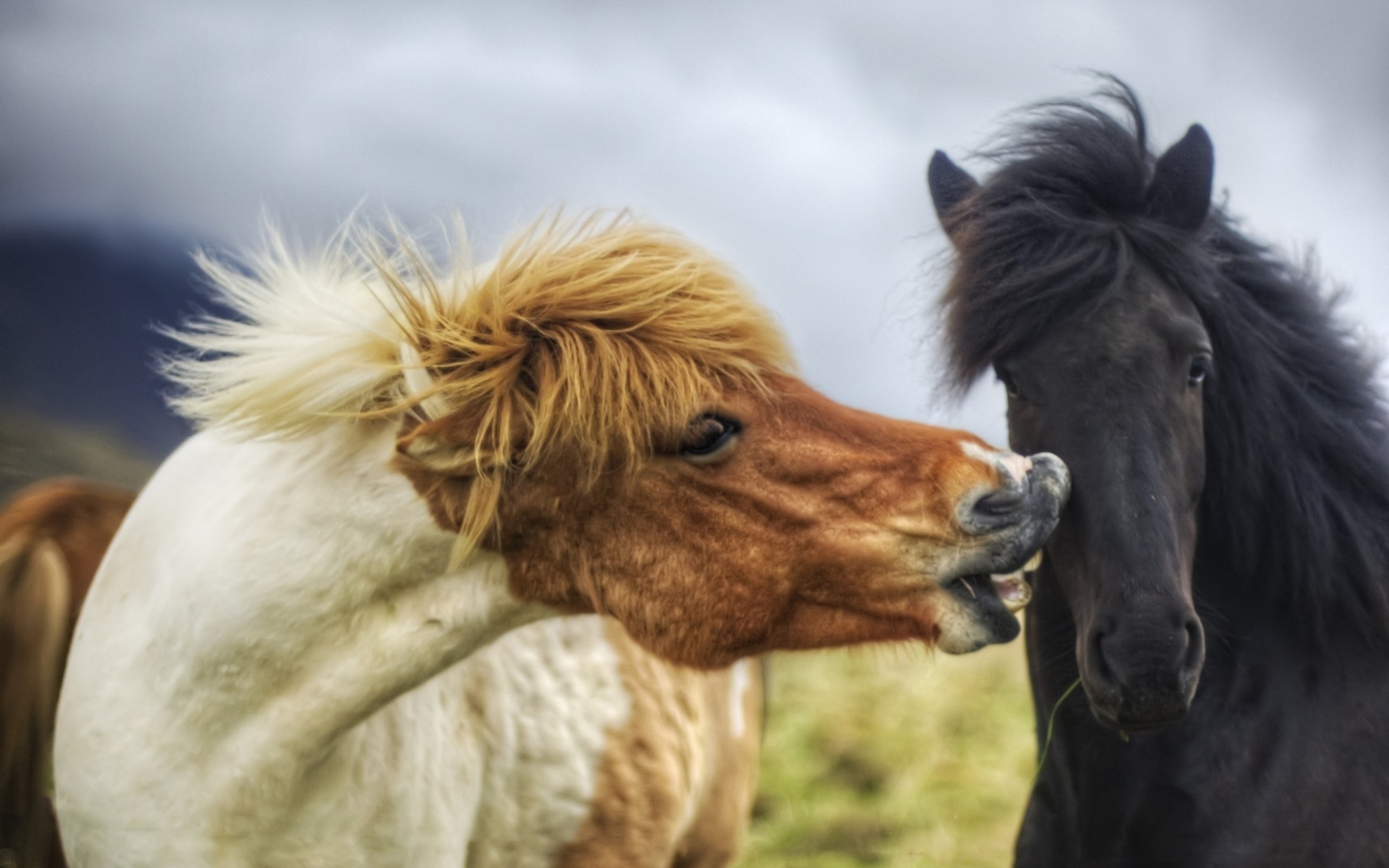 chevaux couple crinière