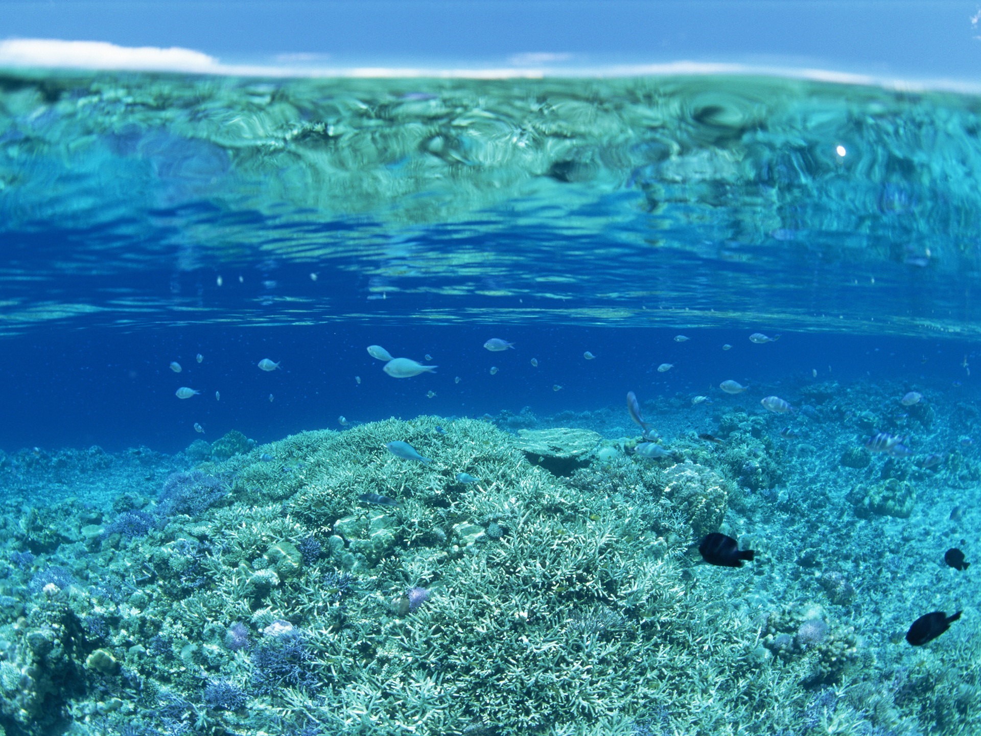 water the bottom coral fish