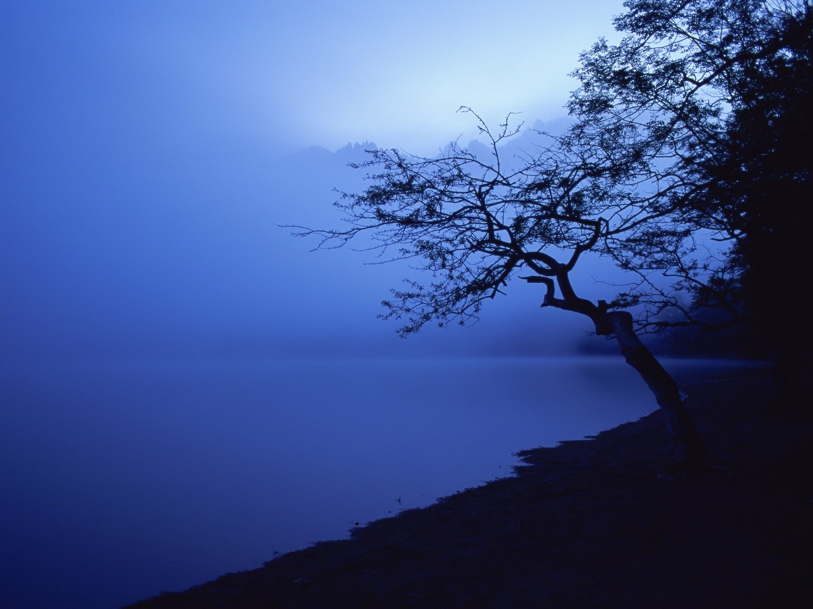 arbre côte bleu