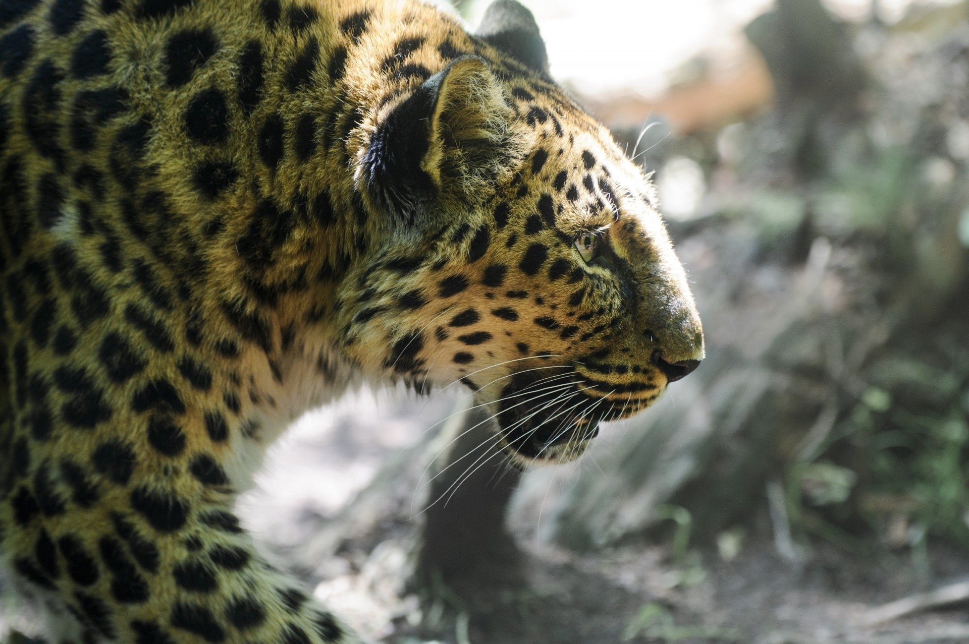 dientes gato salvaje leopardo perfil