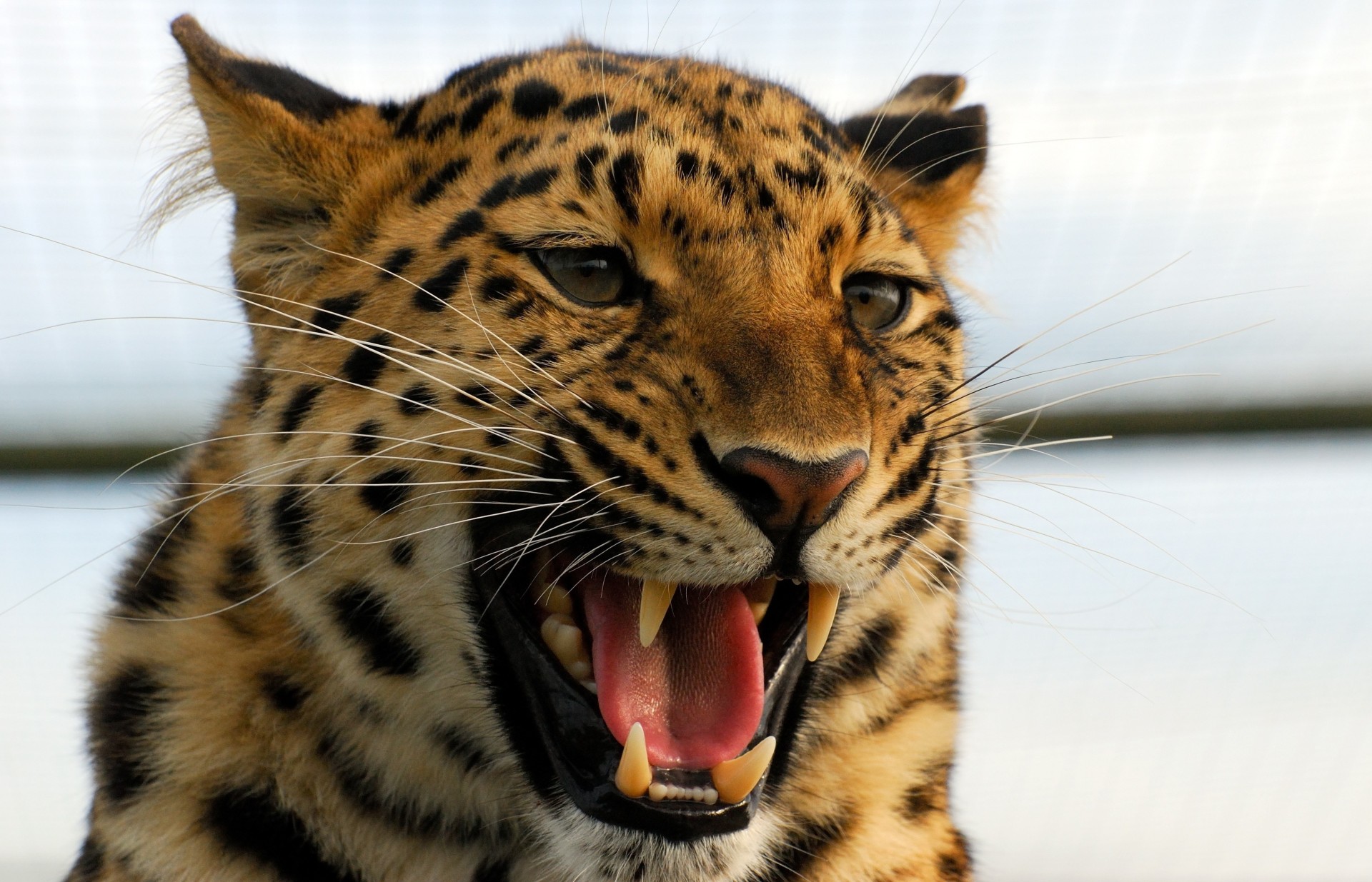 dientes leopardo boca colmillos gato salvaje animales